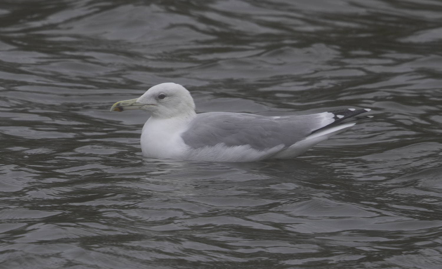 Caspian Gull