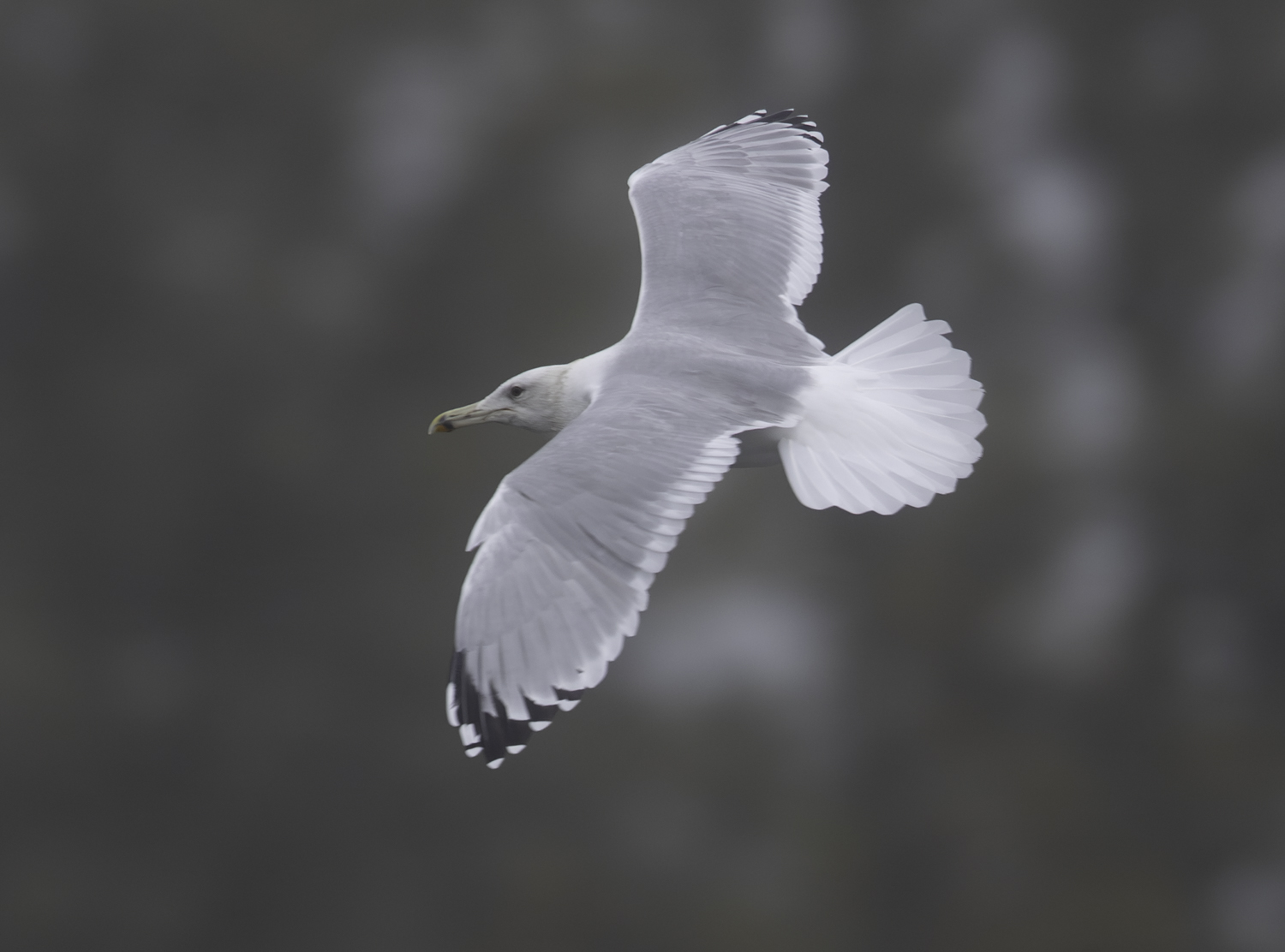 Caspian Gull