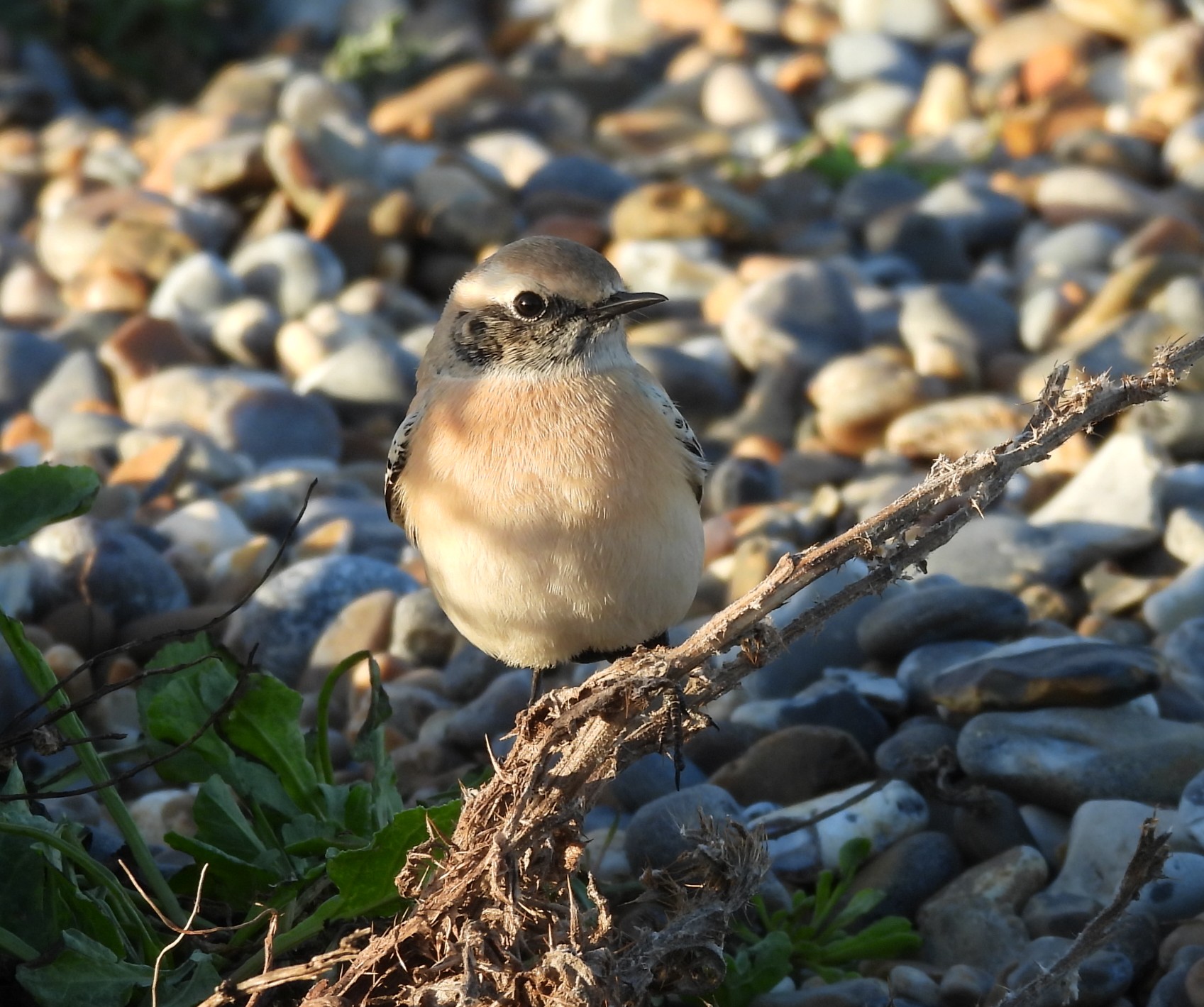 Desert Wheatear