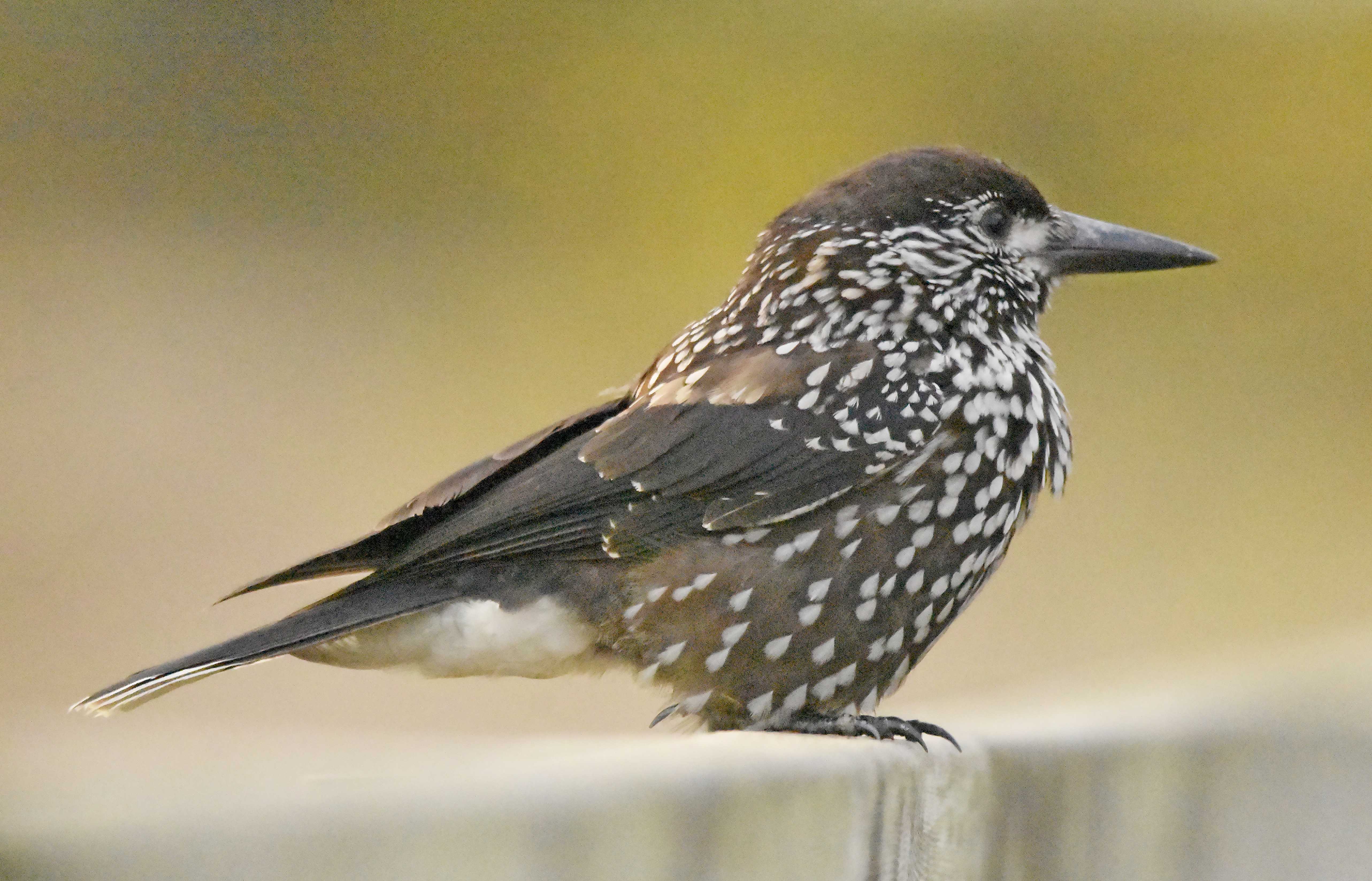 Slender-billed Nutcracker