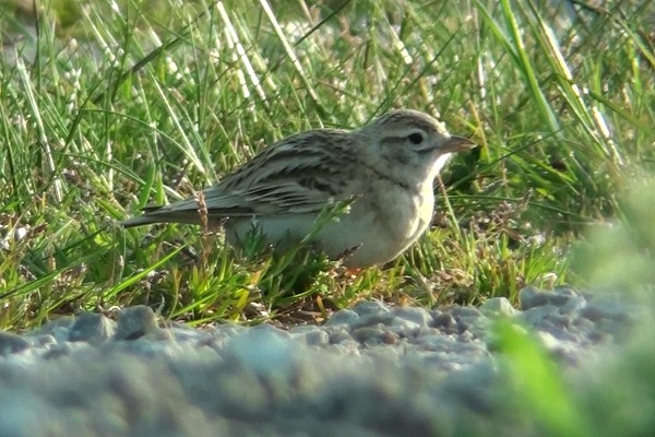 Short-toed Lark