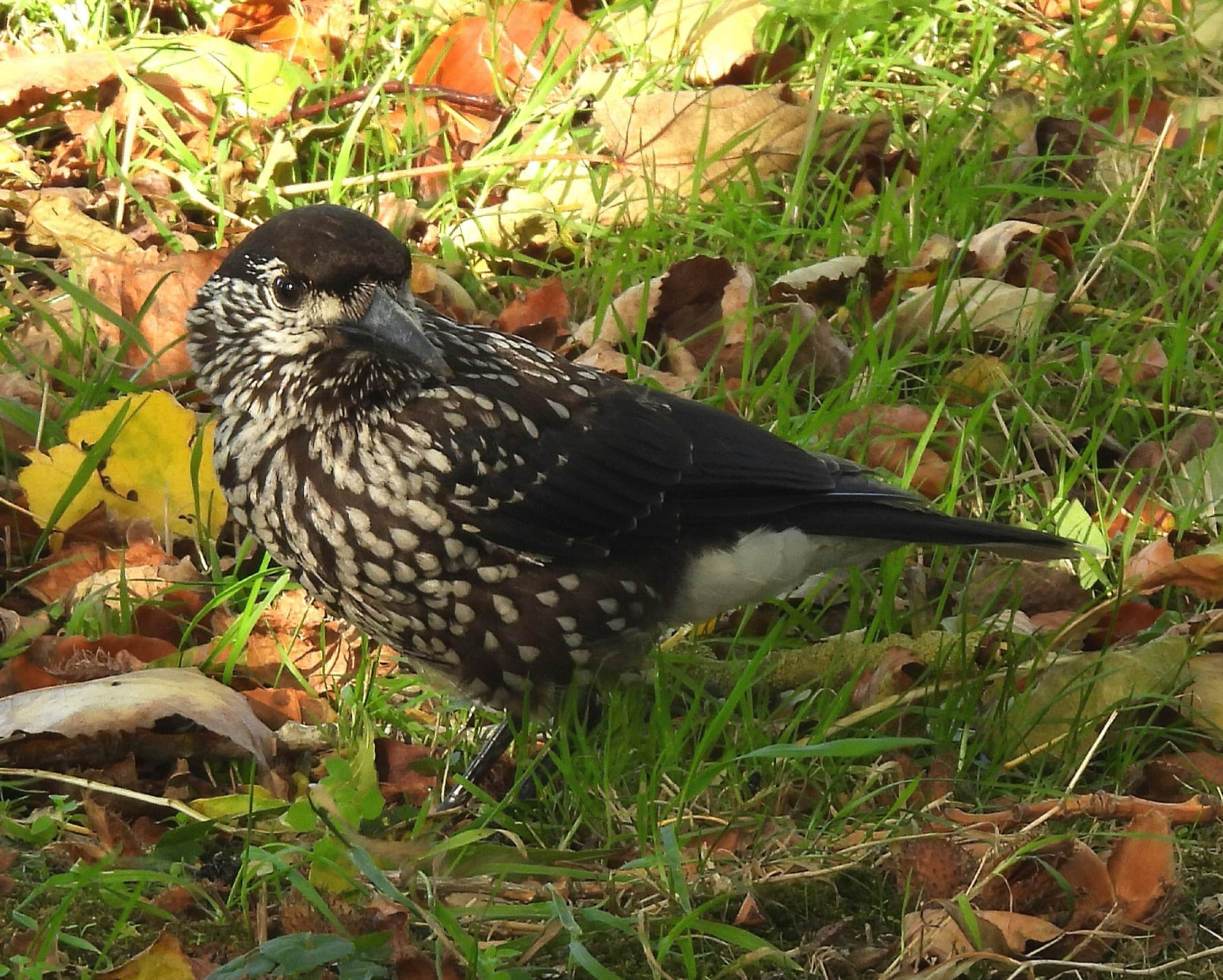 Slender-billed Nutcracker