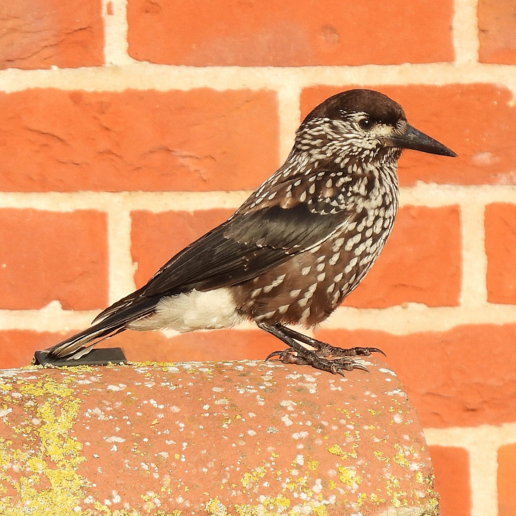 Slender-billed Nutcracker