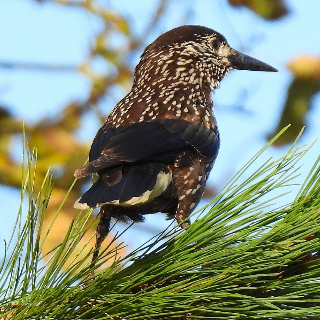 Slender-billed Nutcracker