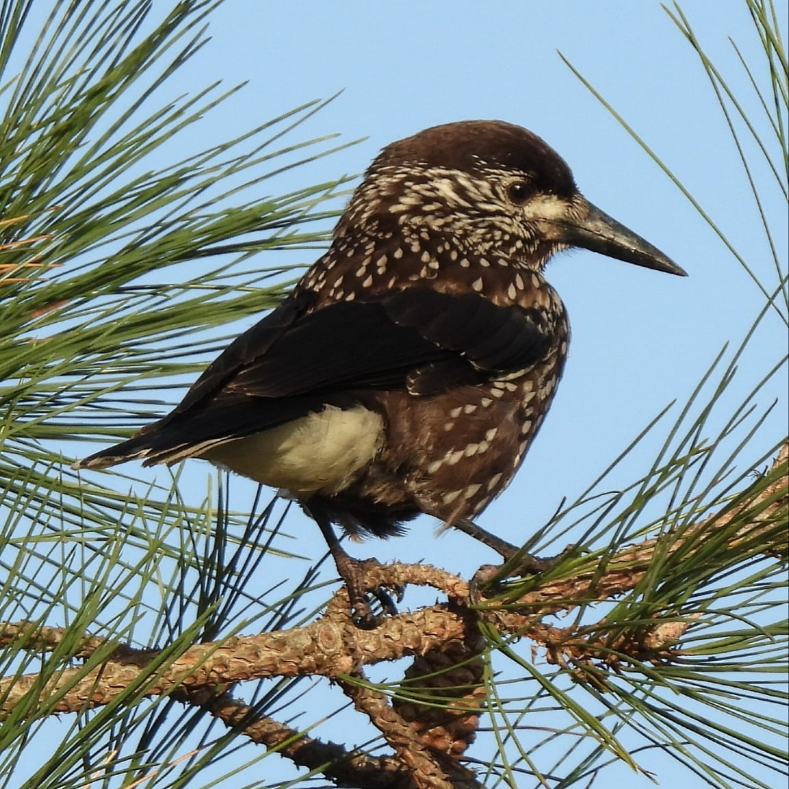 Slender-billed Nutcracker