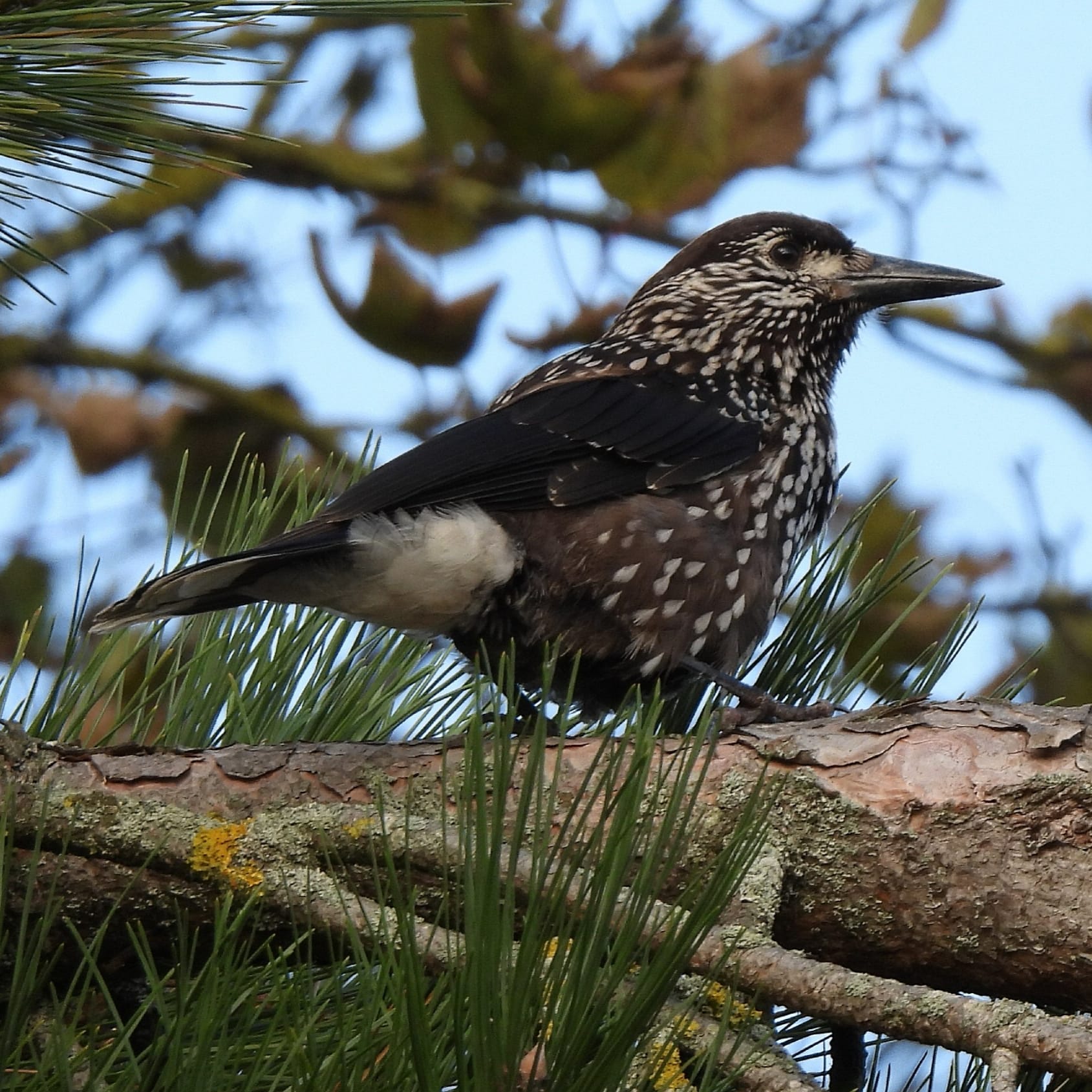 Slender-billed Nutcracker