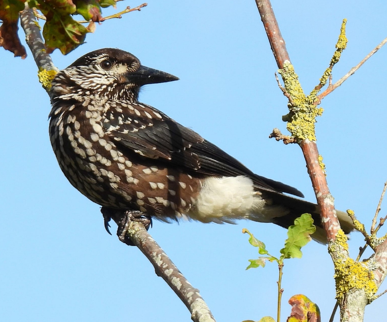 Slender-billed Nutcracker
