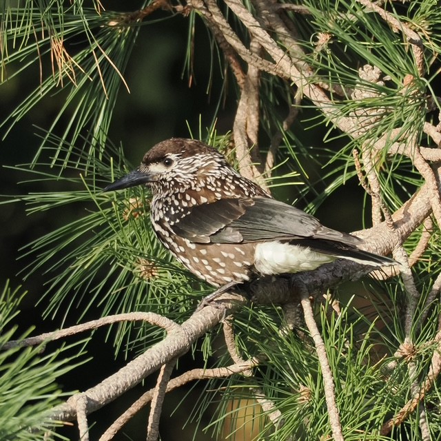 Slender-billed Nutcracker