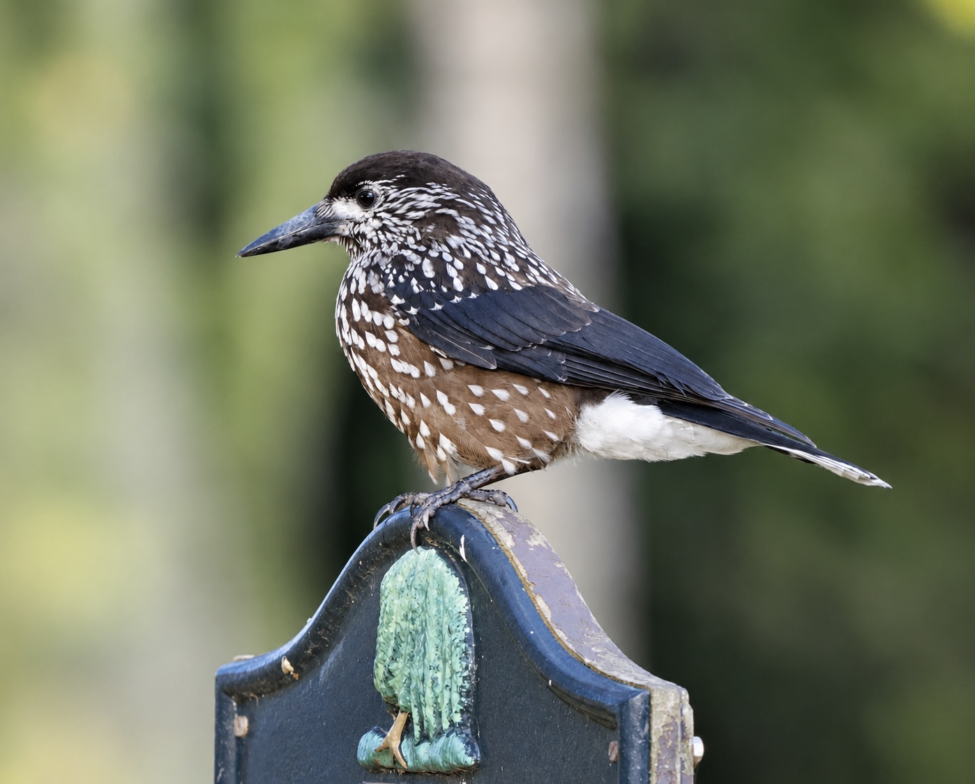 Slender-billed Nutcracker