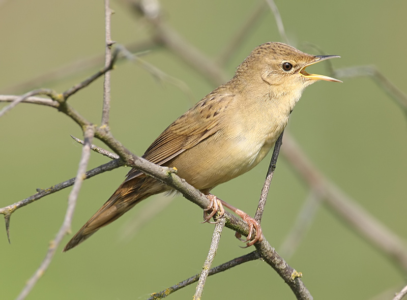 Grasshopper Warbler