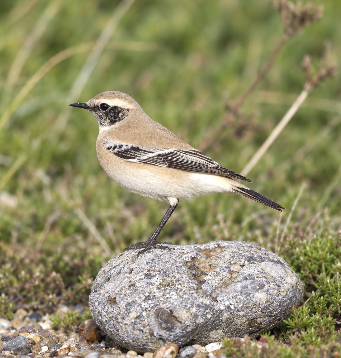 Desert Wheatear