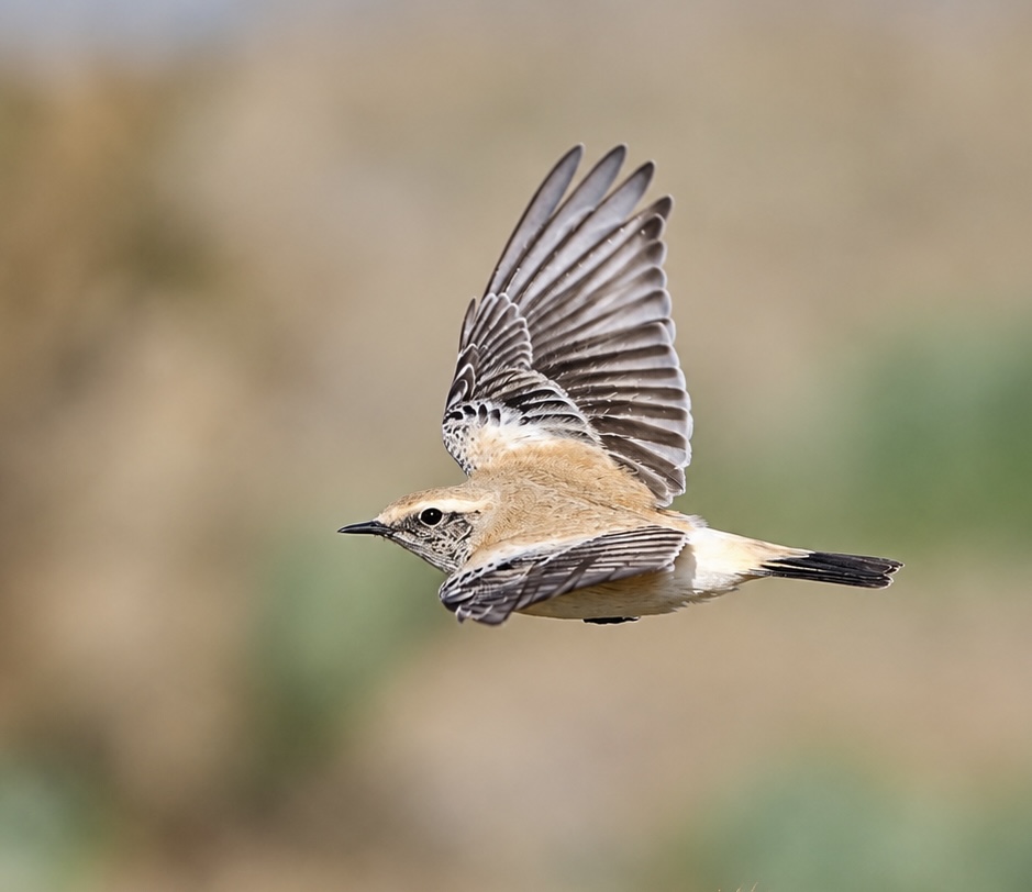Desert Wheatear