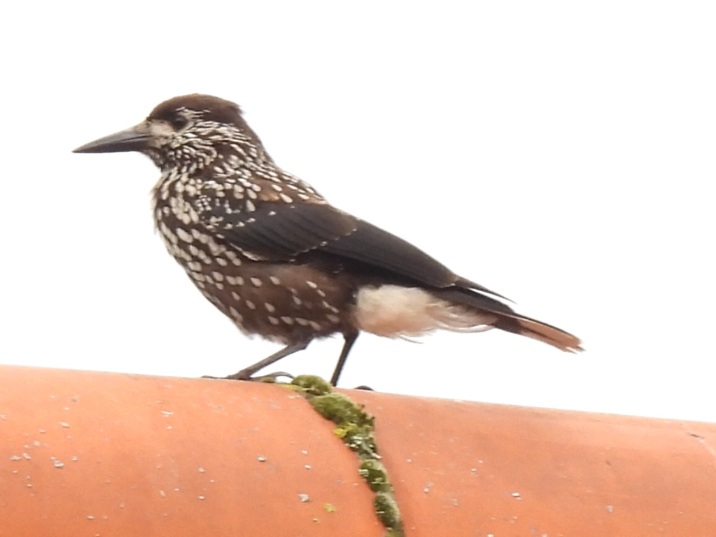 Slender-billed Nutcracker