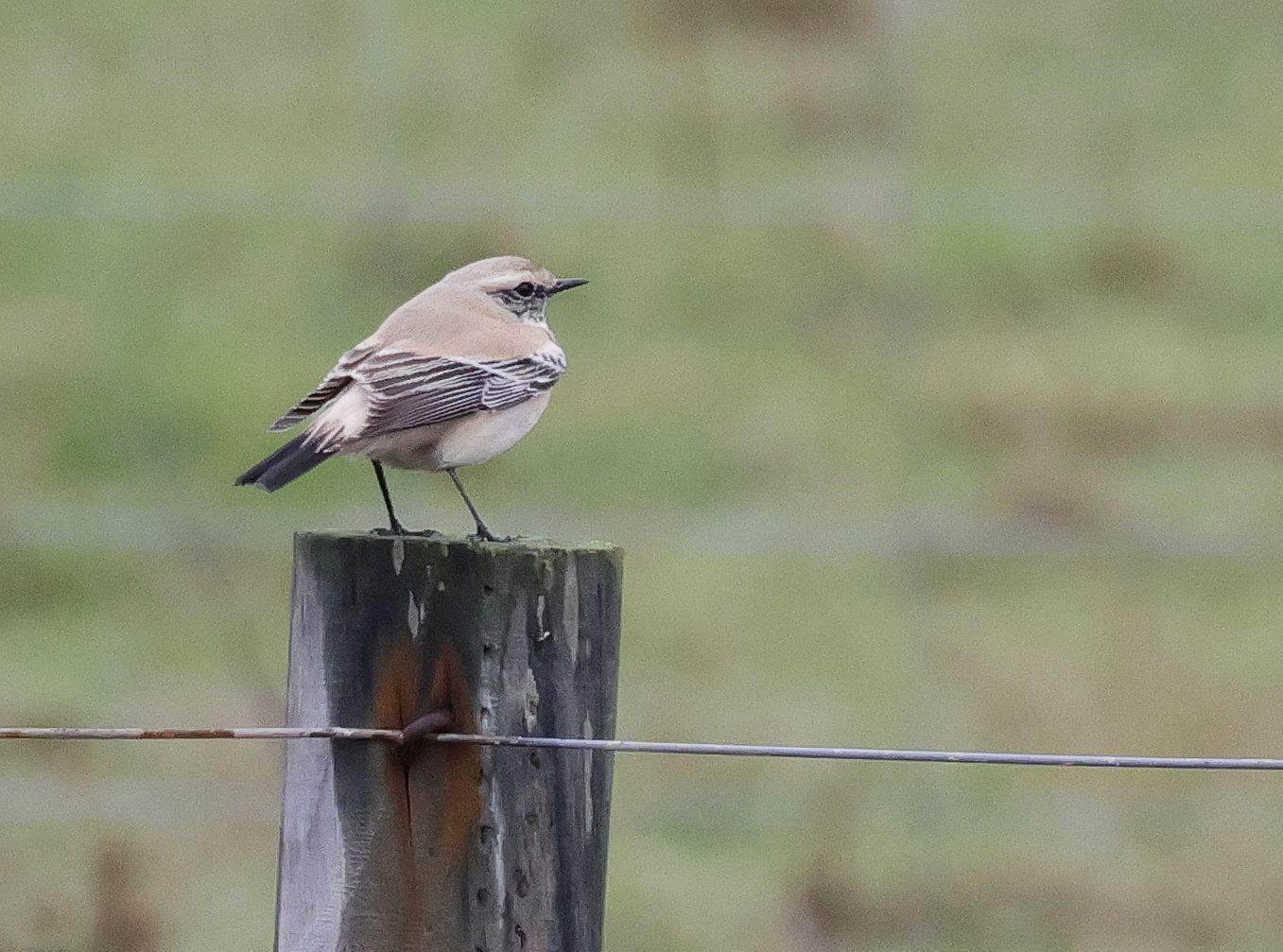 Desert Wheatear