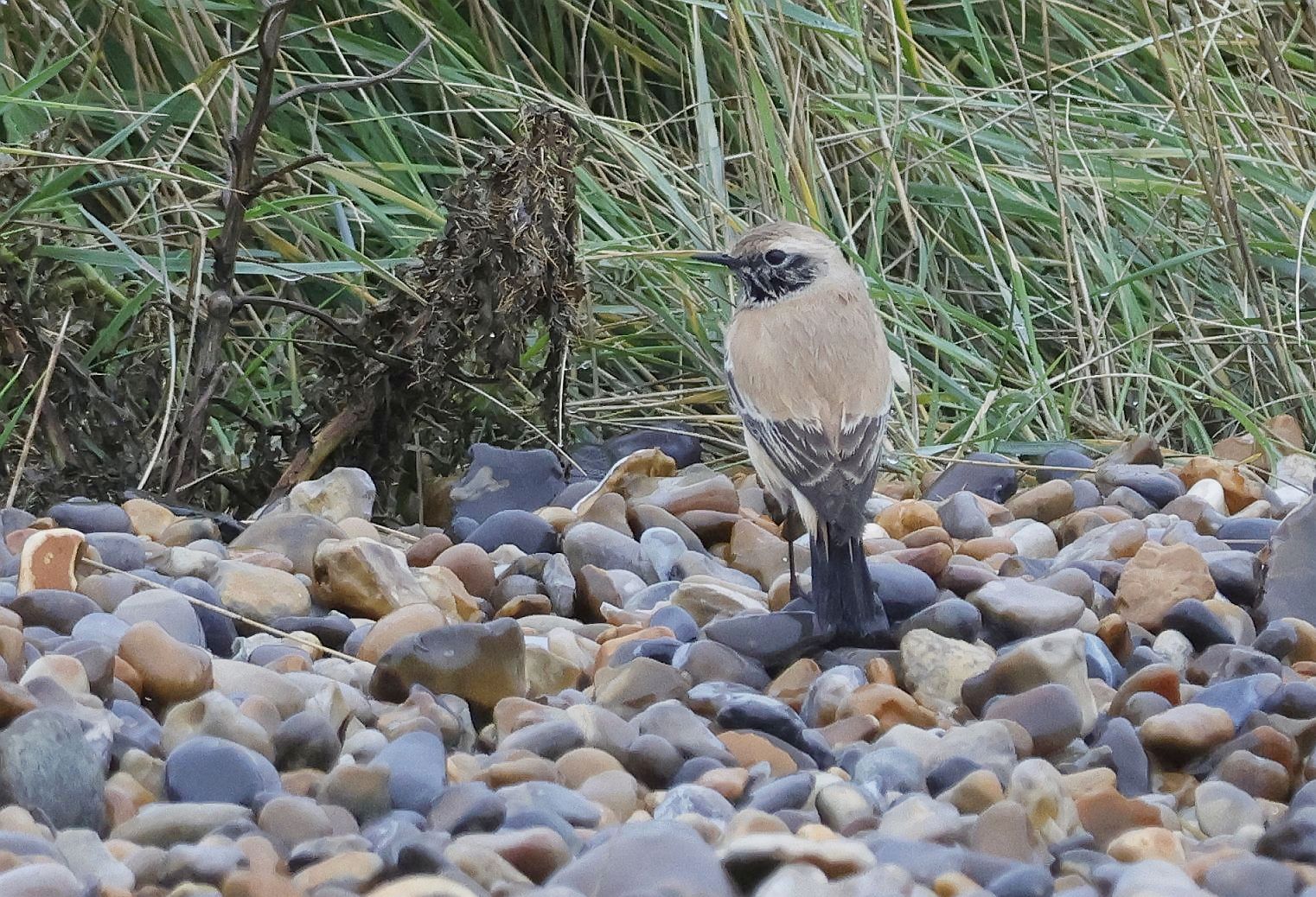 Desert Wheatear
