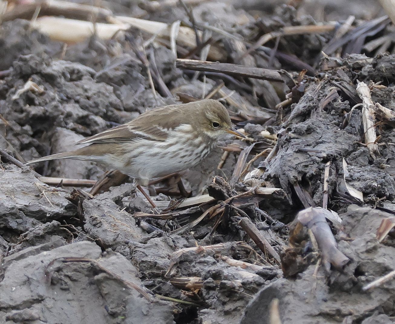 Water Pipit
