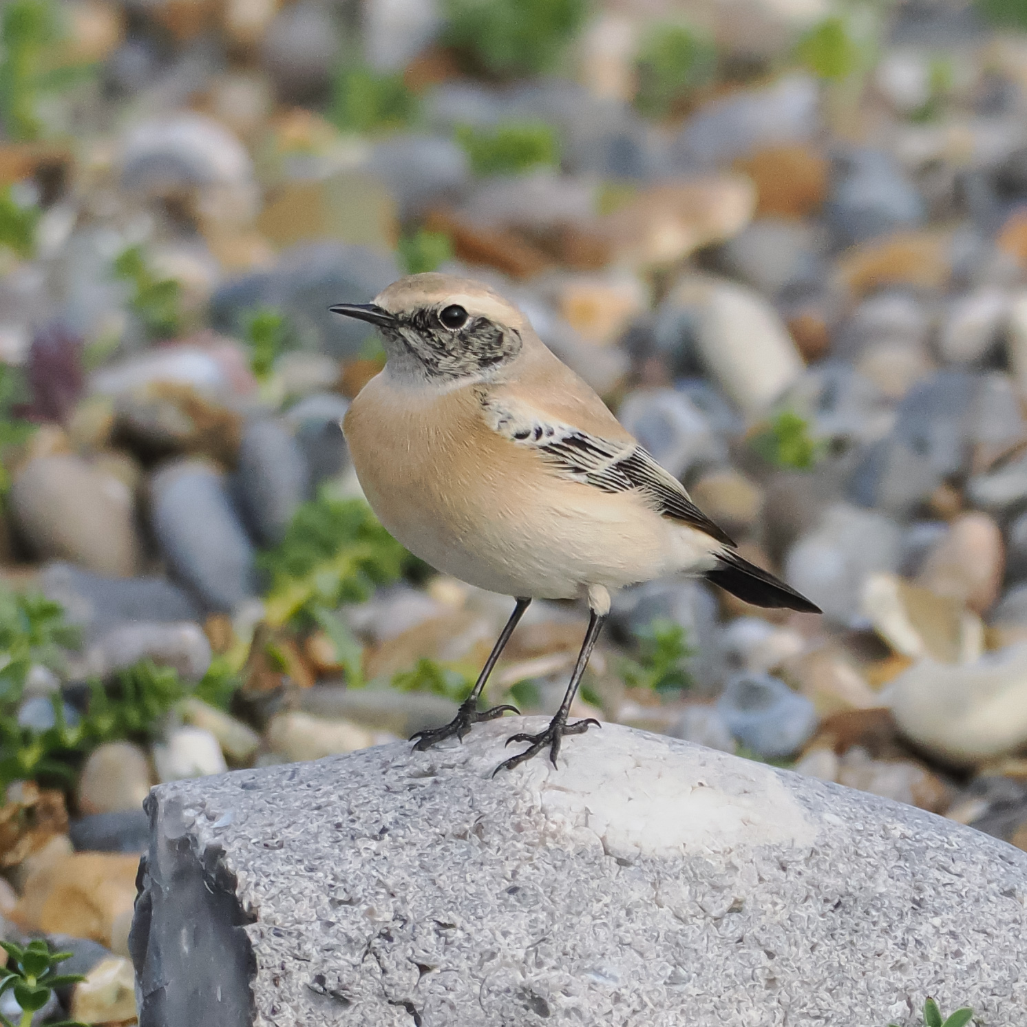 Desert Wheatear