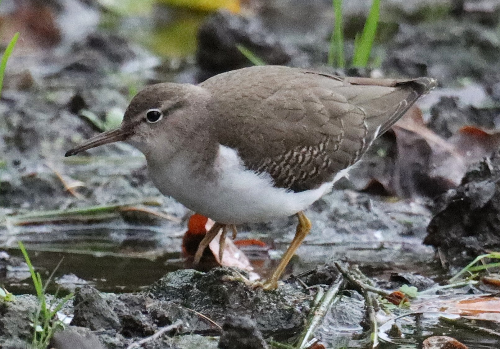 Spotted Sandpiper