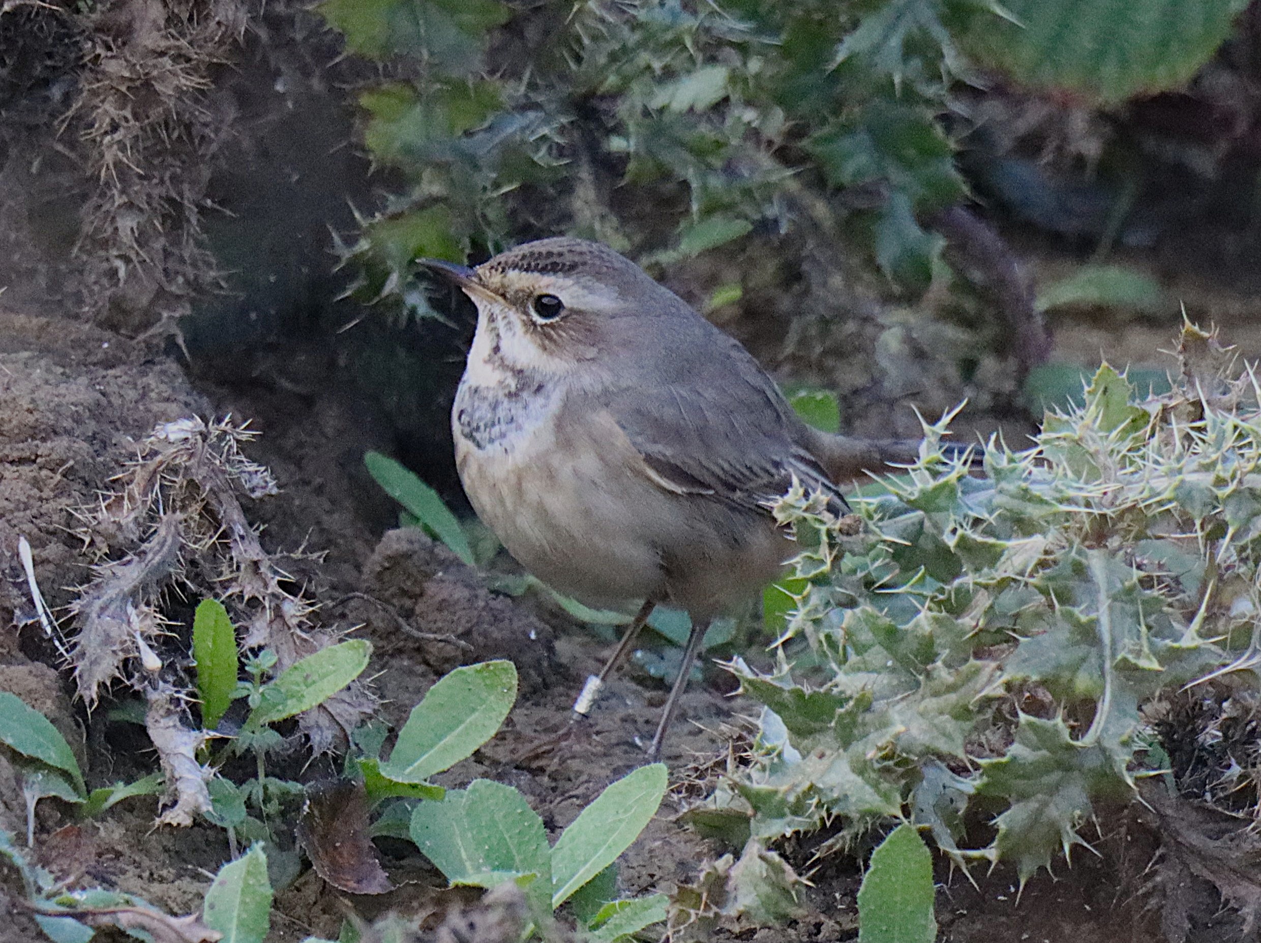 Bluethroat