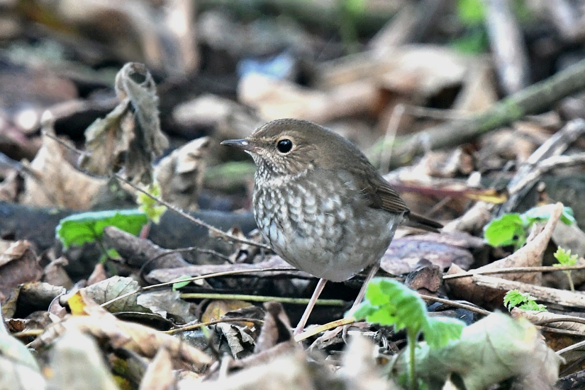 Rufous-tailed Robin