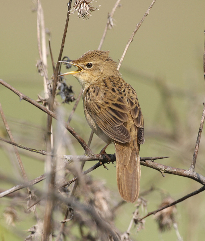 Grasshopper Warbler