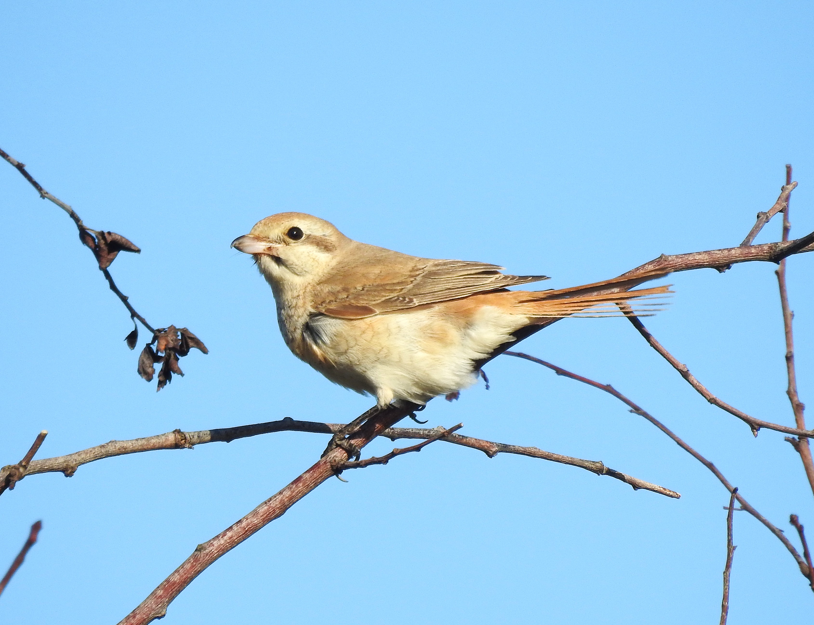 Isabelline Shrike sp