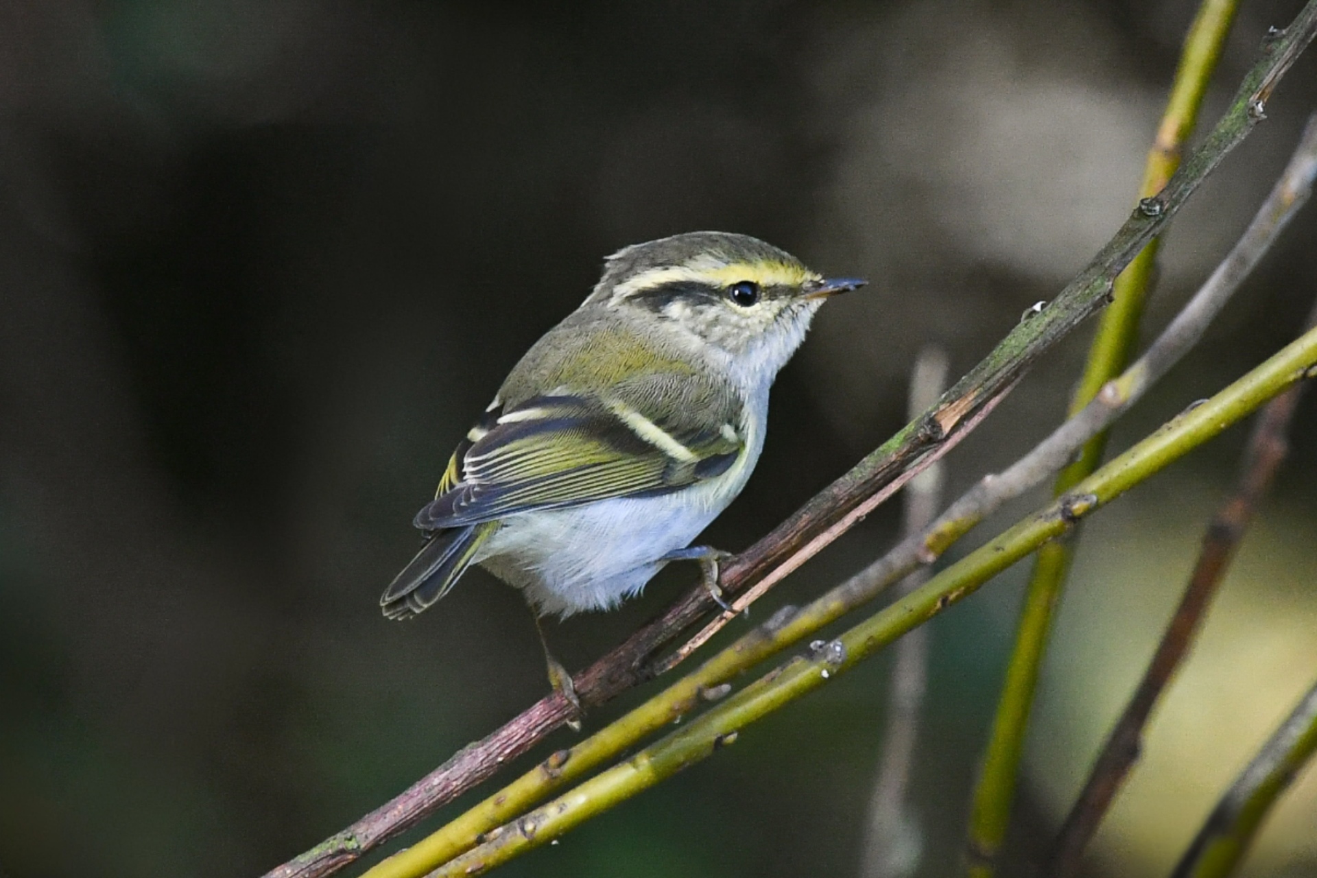Pallas's Warbler