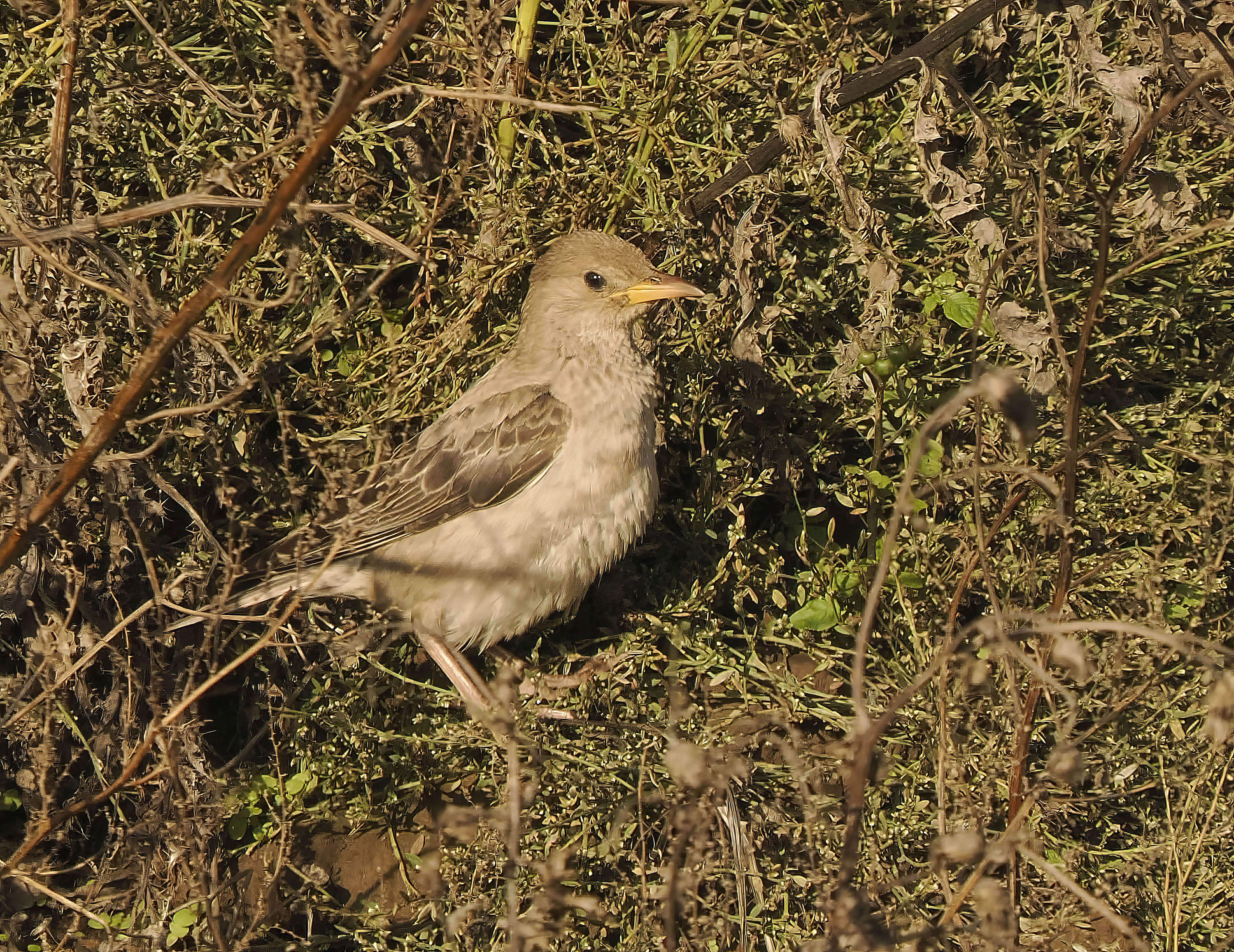 Rose-coloured Starling