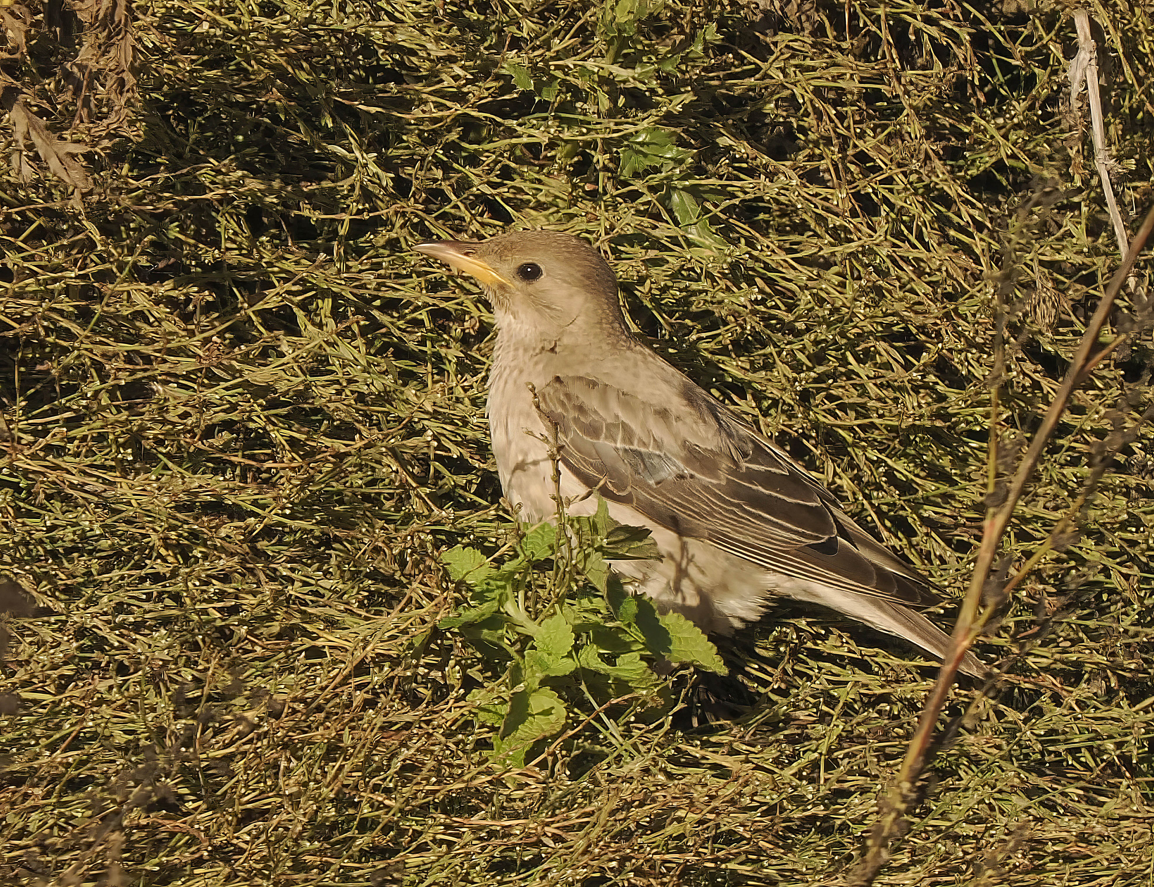 Rose-coloured Starling