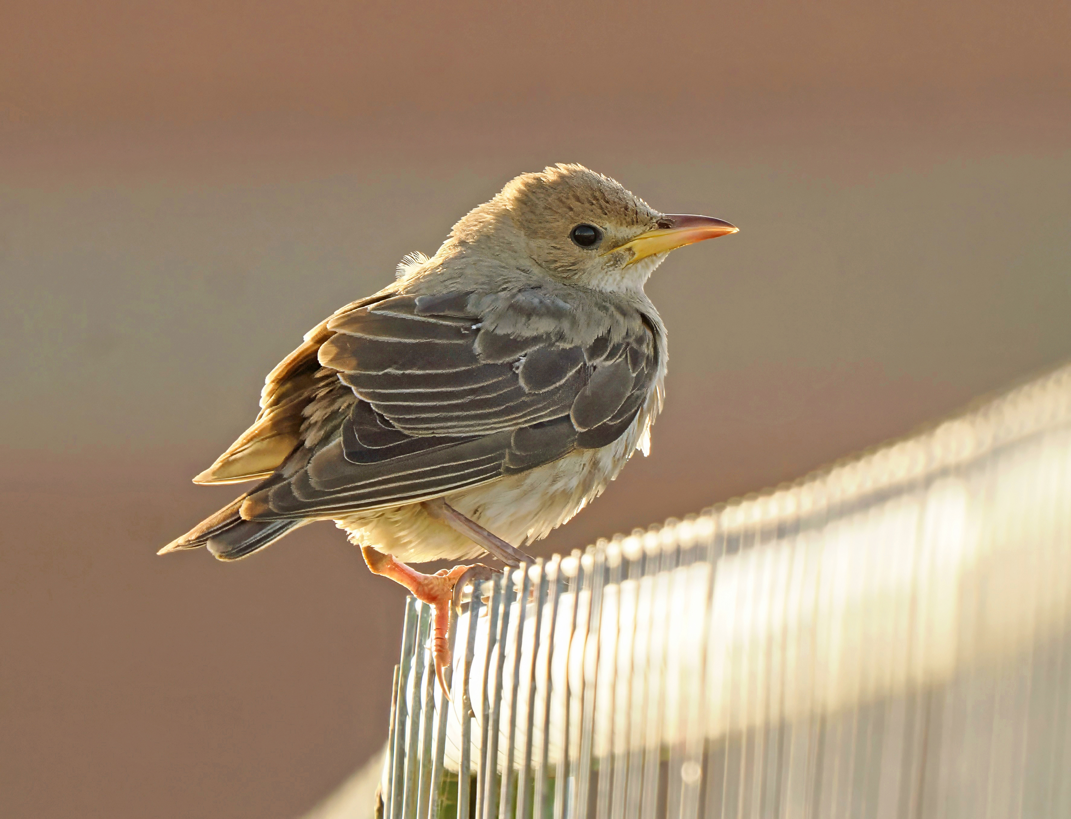 Rose-coloured Starling
