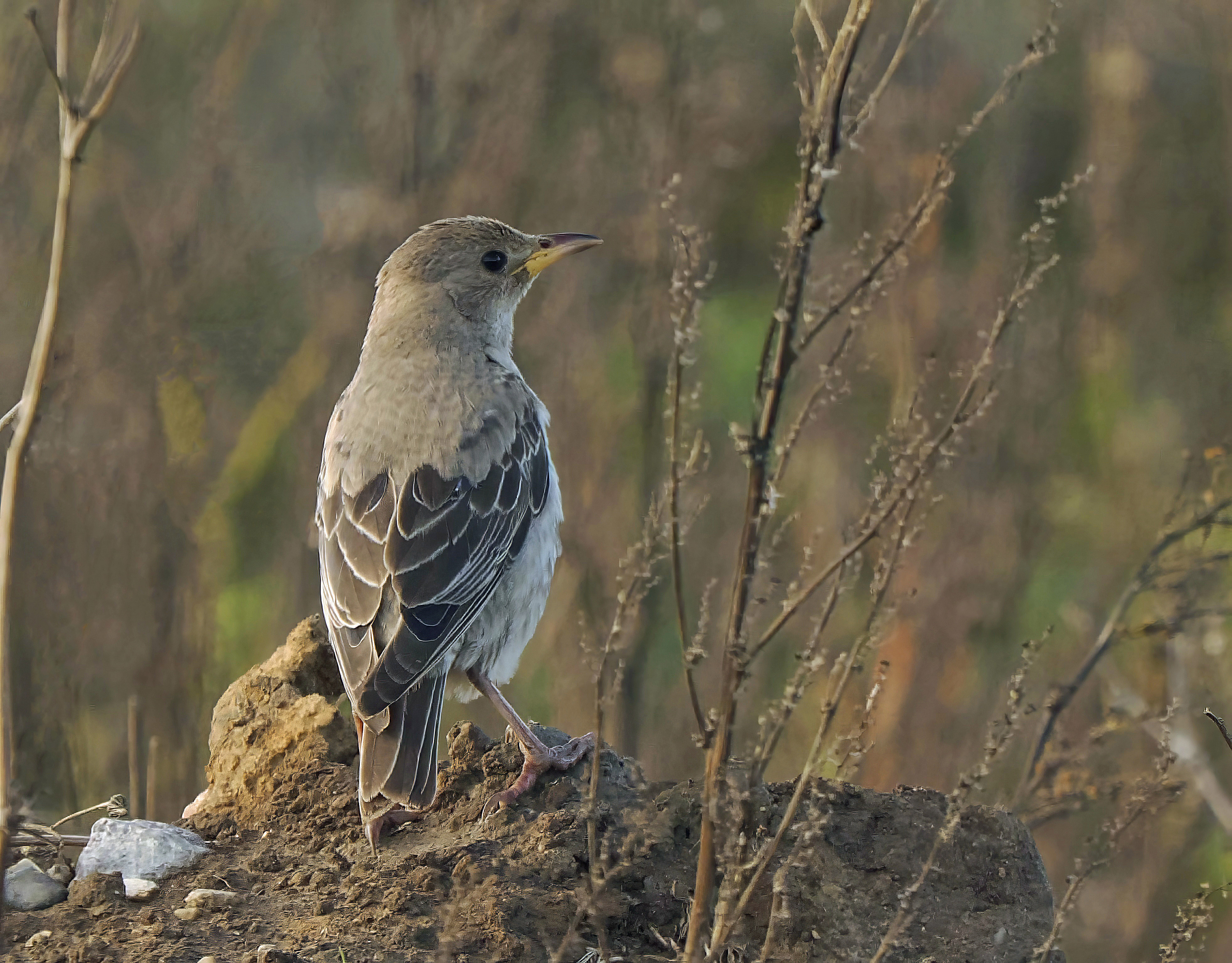 Rose-coloured Starling