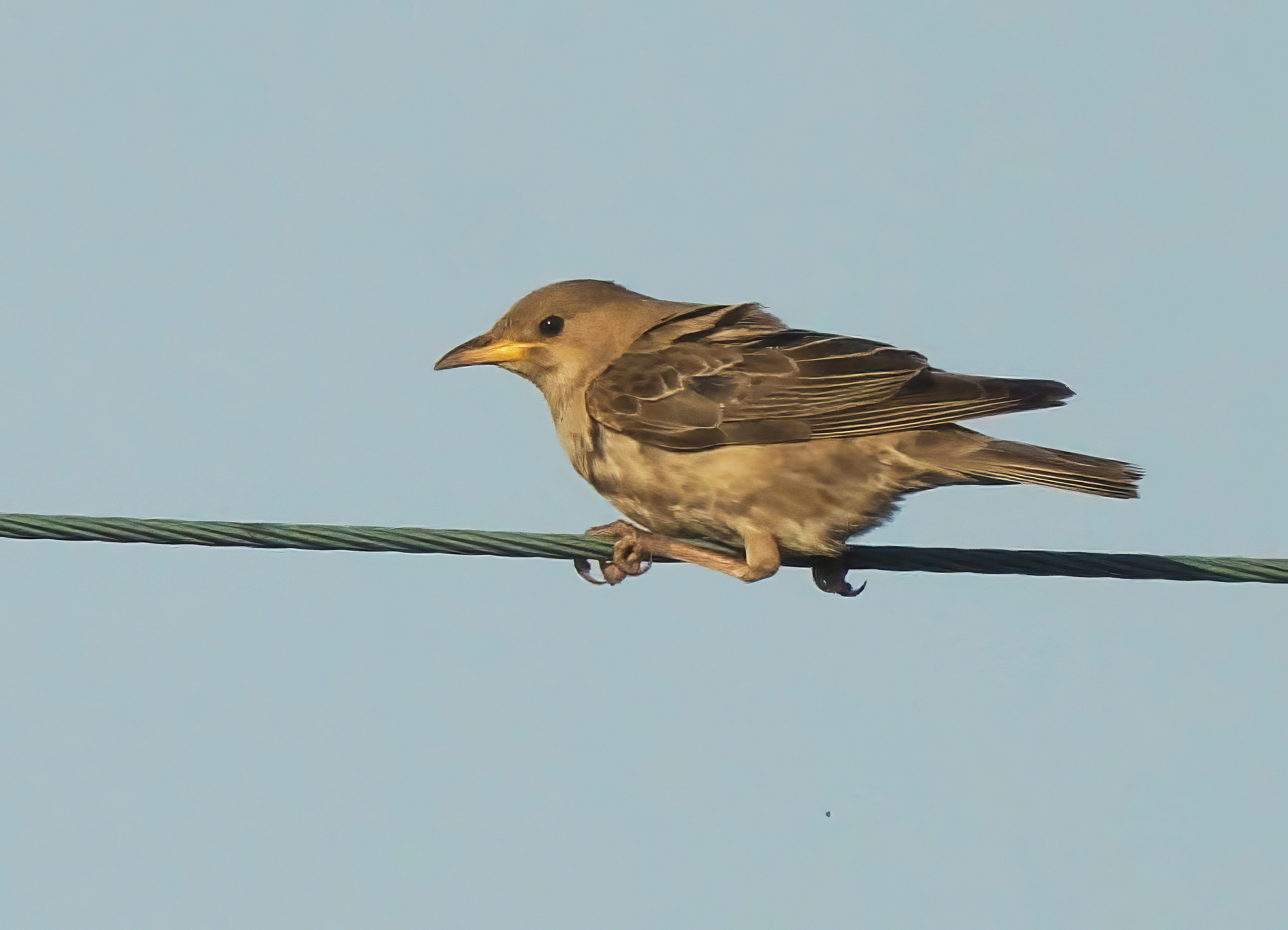 Rose-coloured Starling
