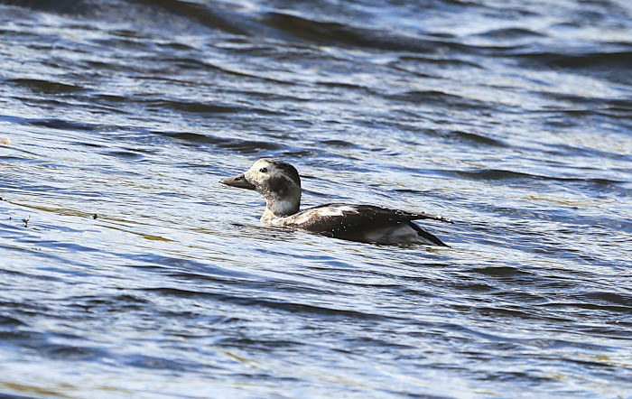 Long-tailed Duck