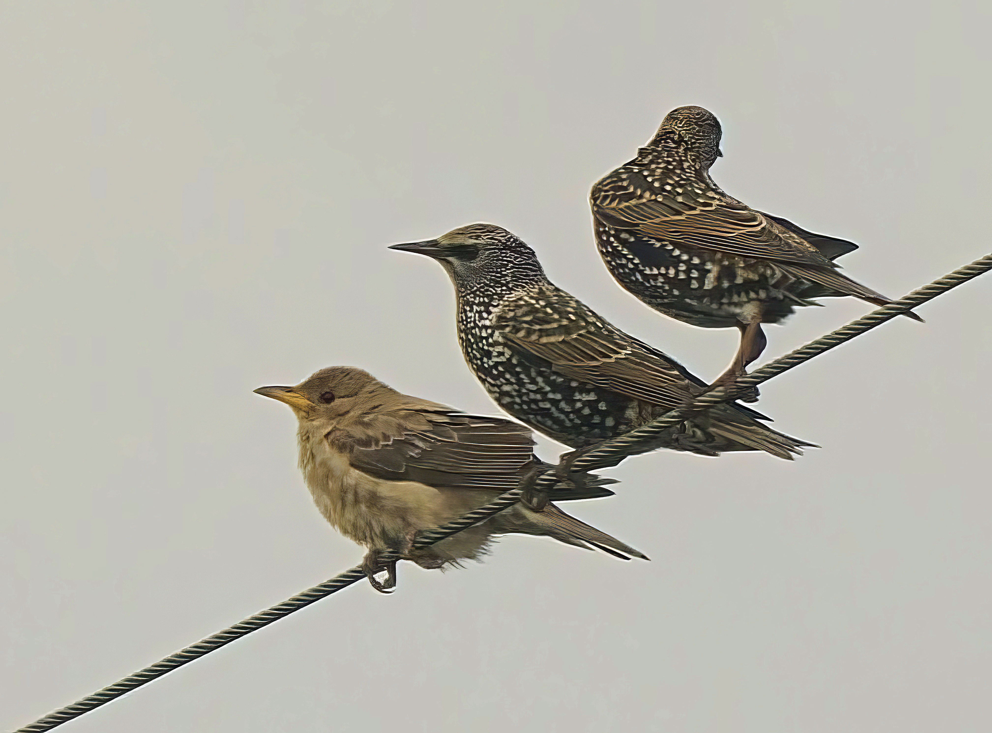 Rose-coloured Starling