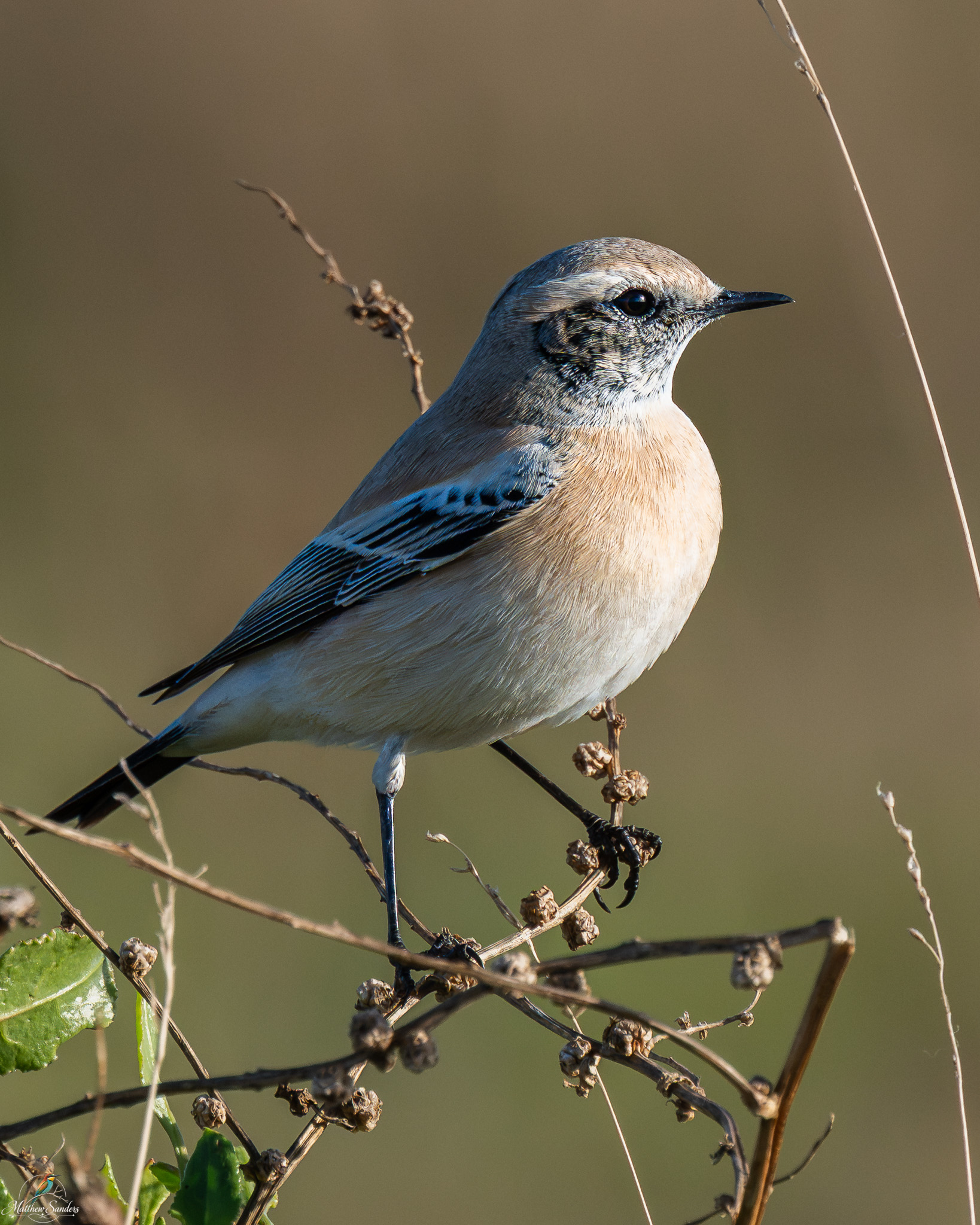 Desert Wheatear