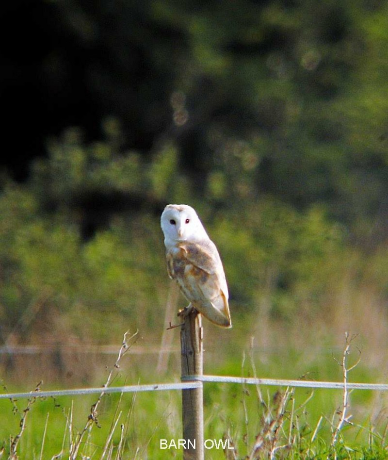 Barn Owl