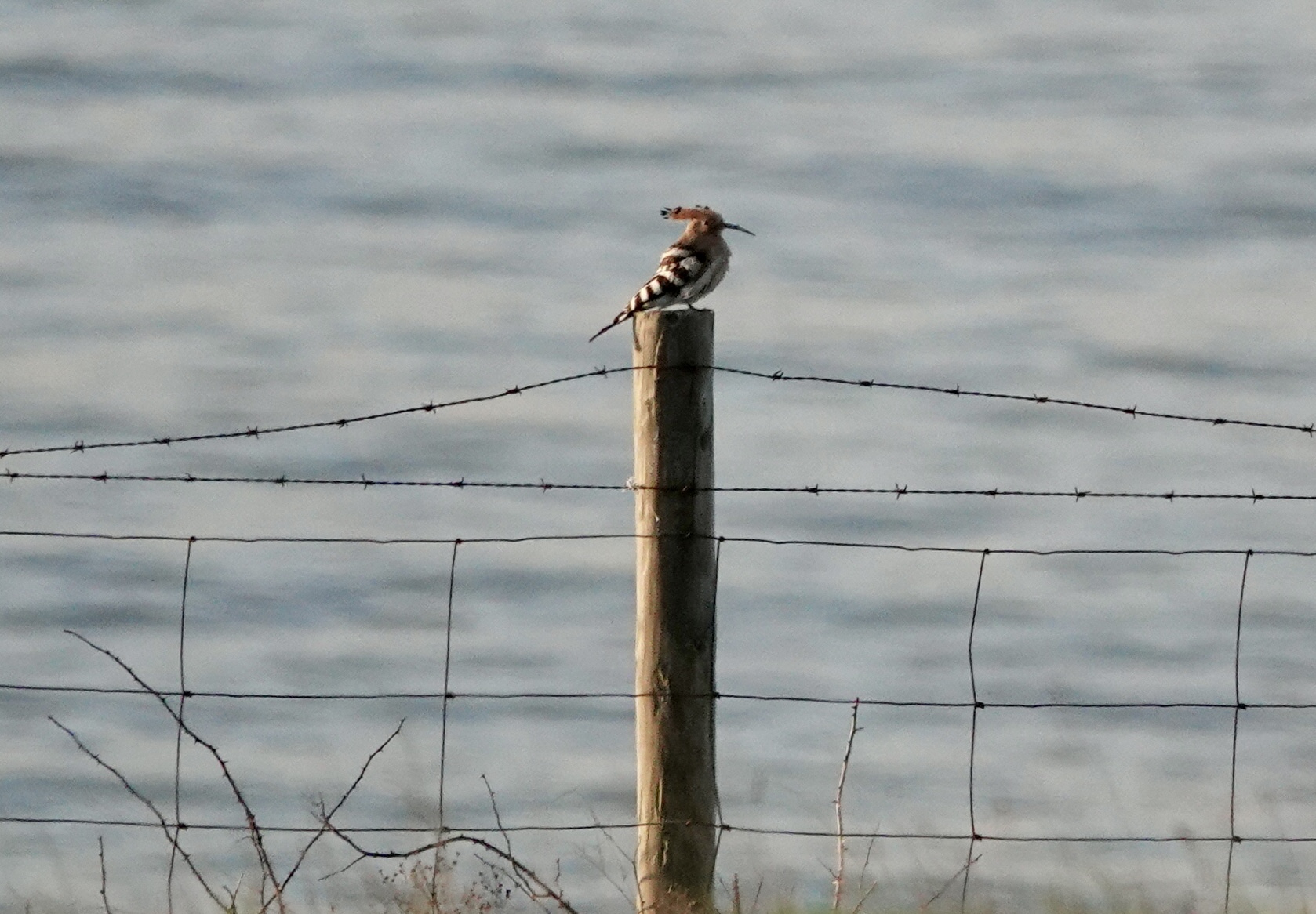 Hoopoe