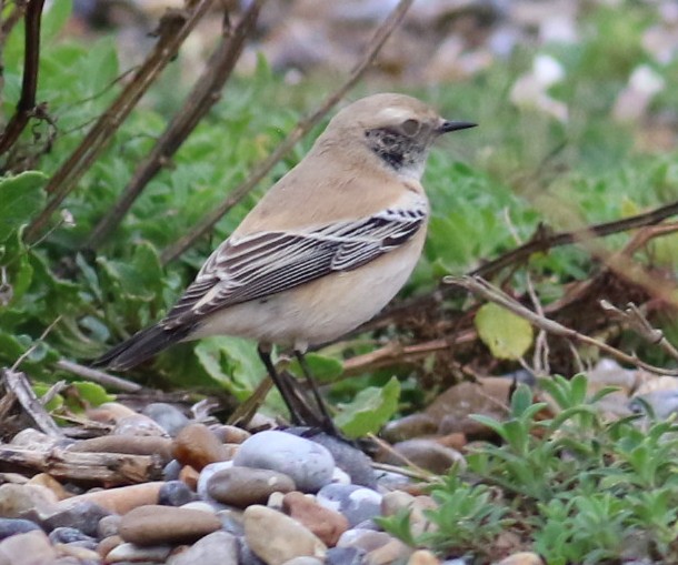 Desert Wheatear