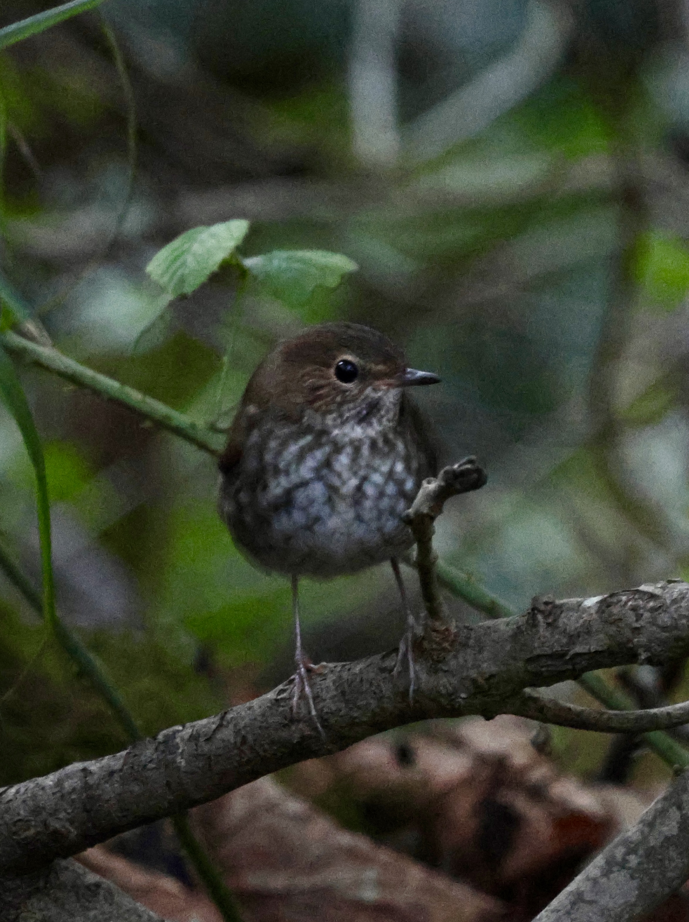Rufous-tailed Robin