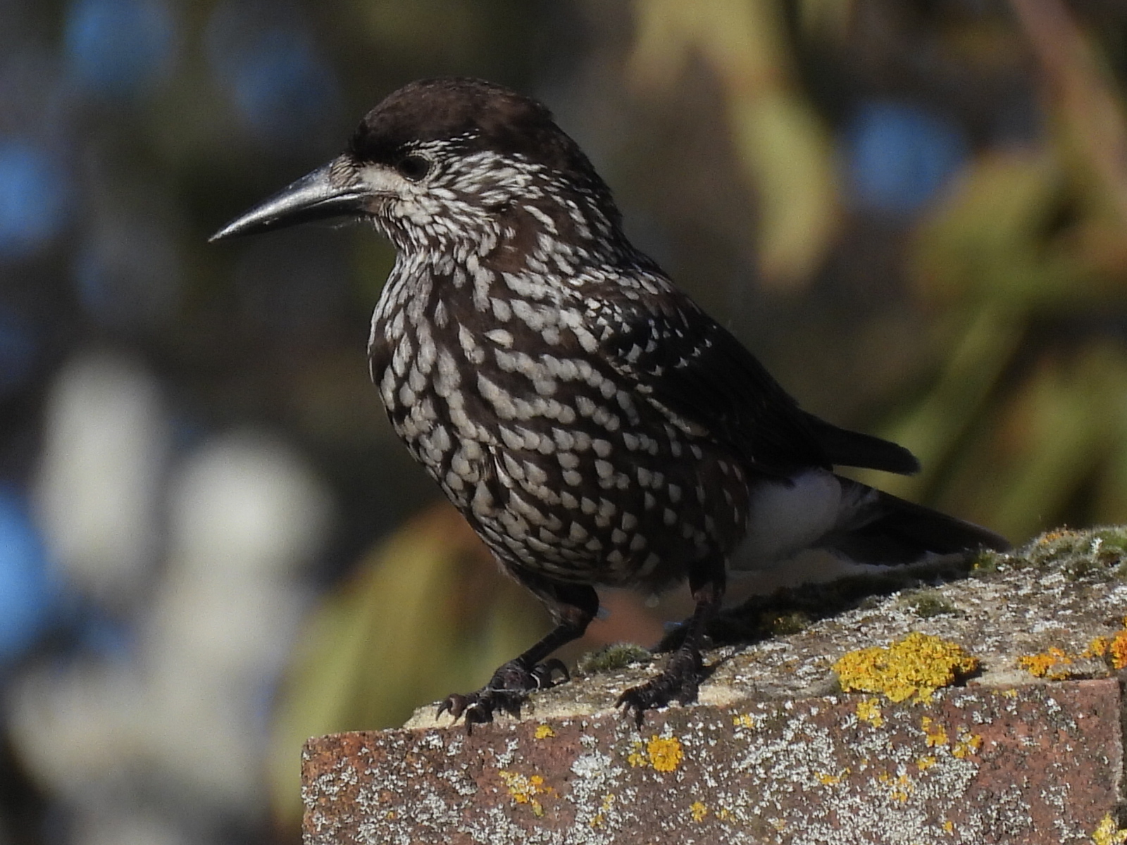 Slender-billed Nutcracker