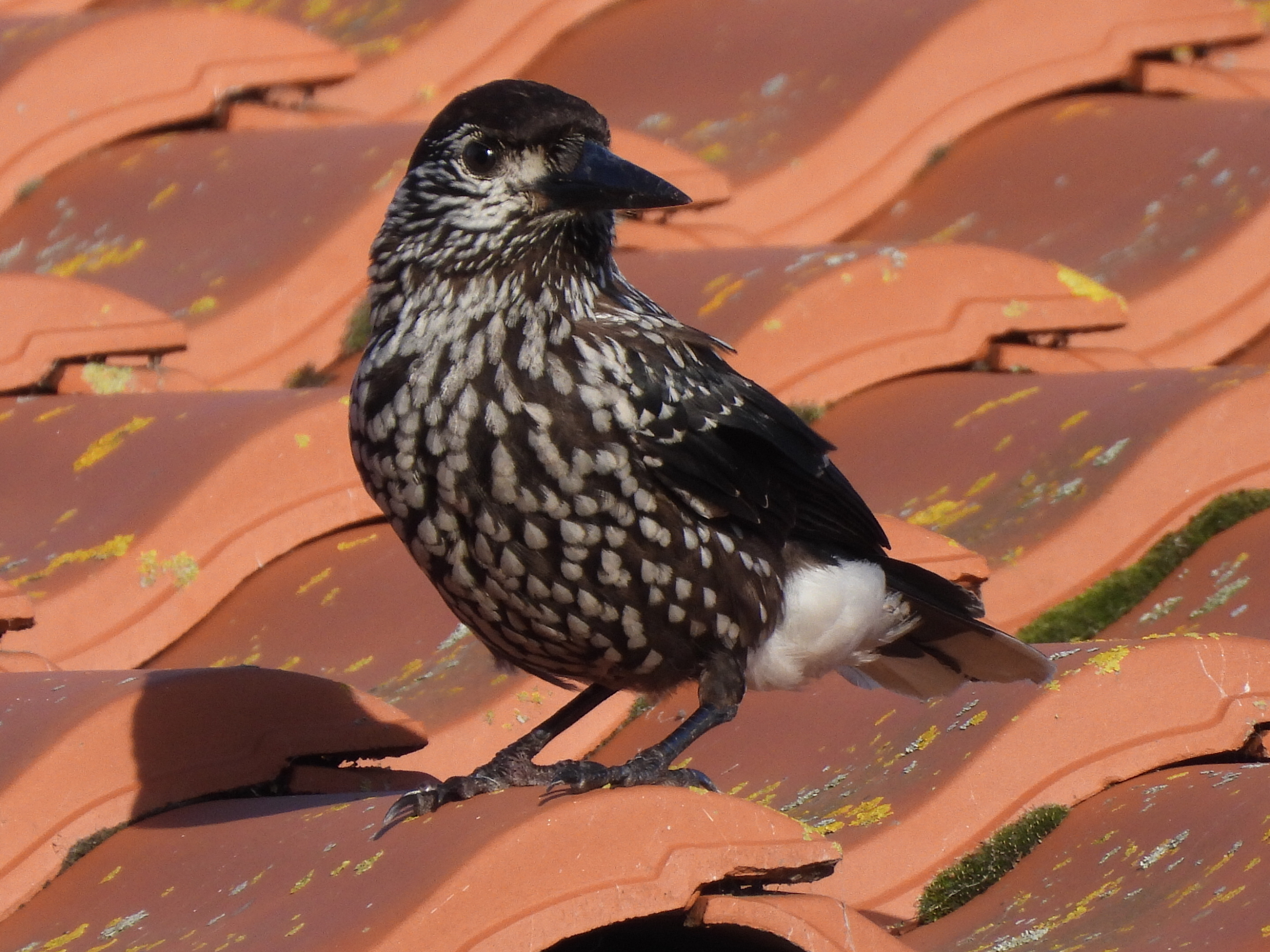 Slender-billed Nutcracker
