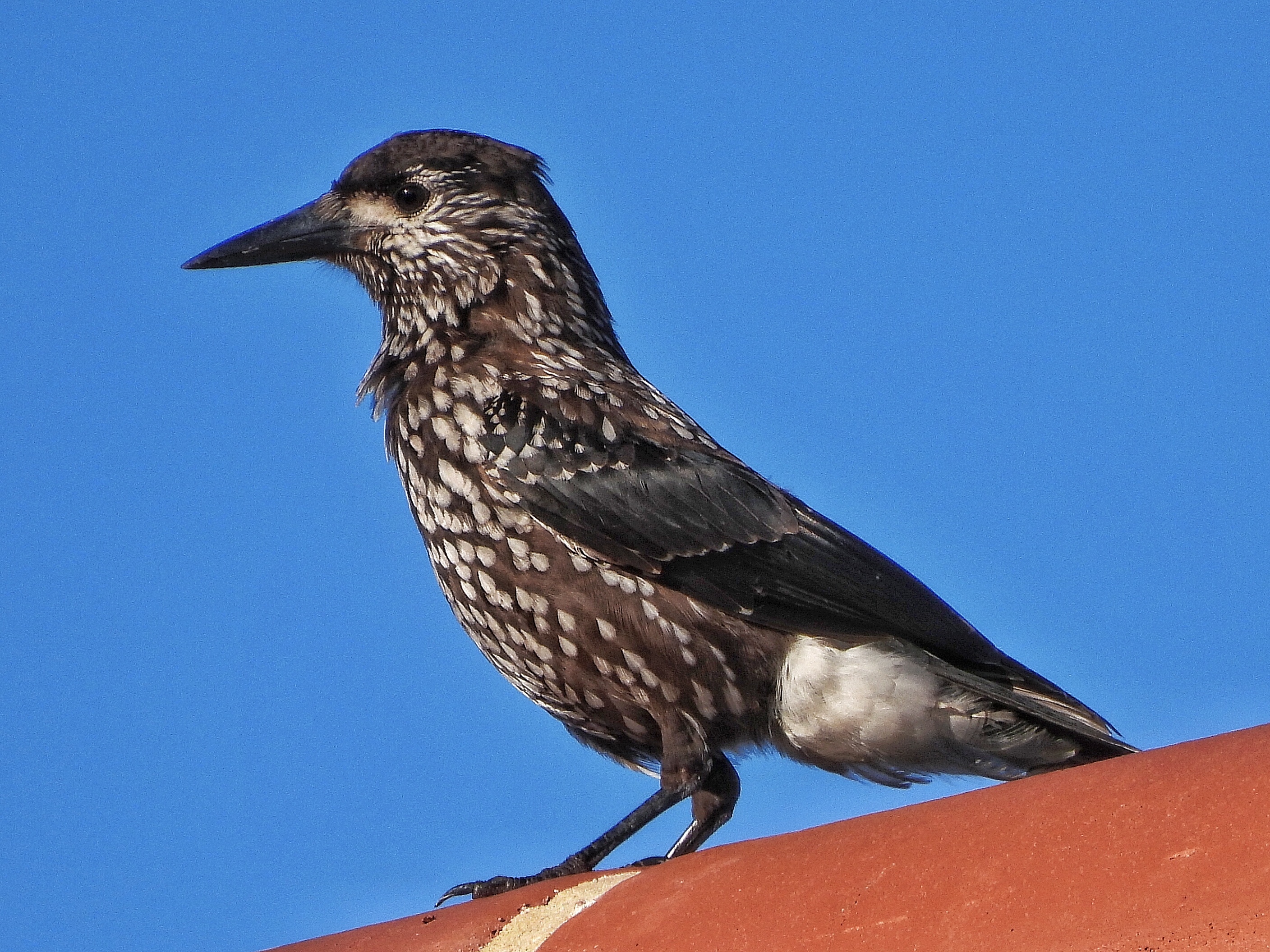 Slender-billed Nutcracker