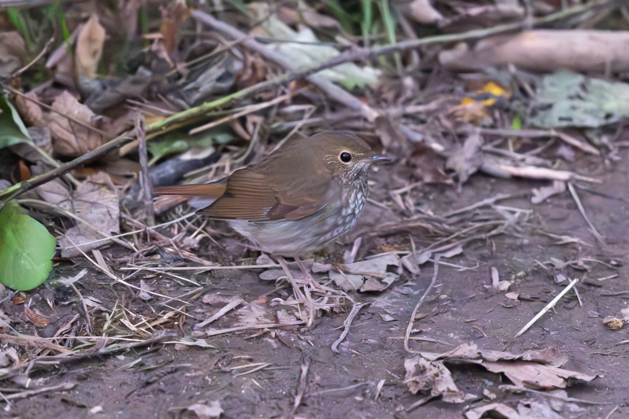 Rufous-tailed Robin
