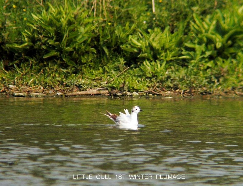 Little Gull