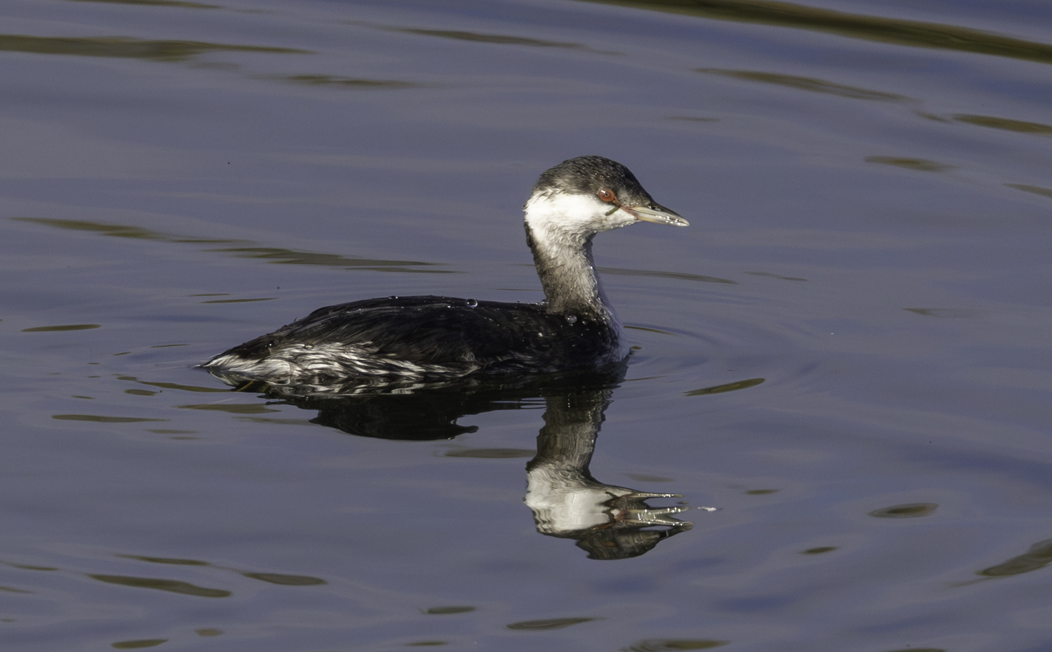 Slavonian Grebe