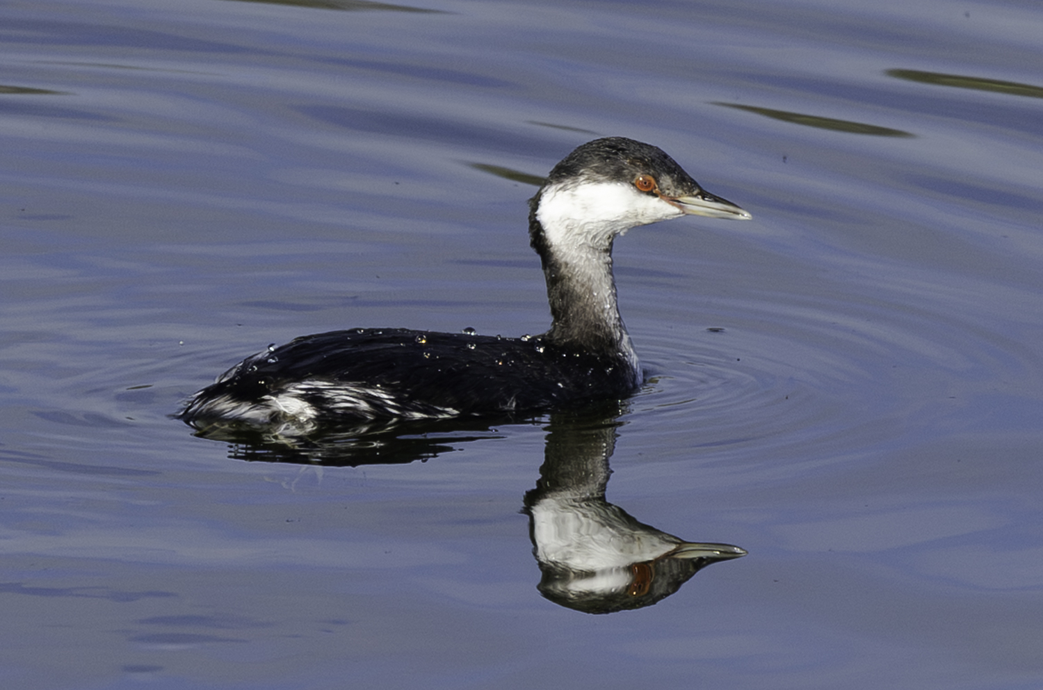 Slavonian Grebe