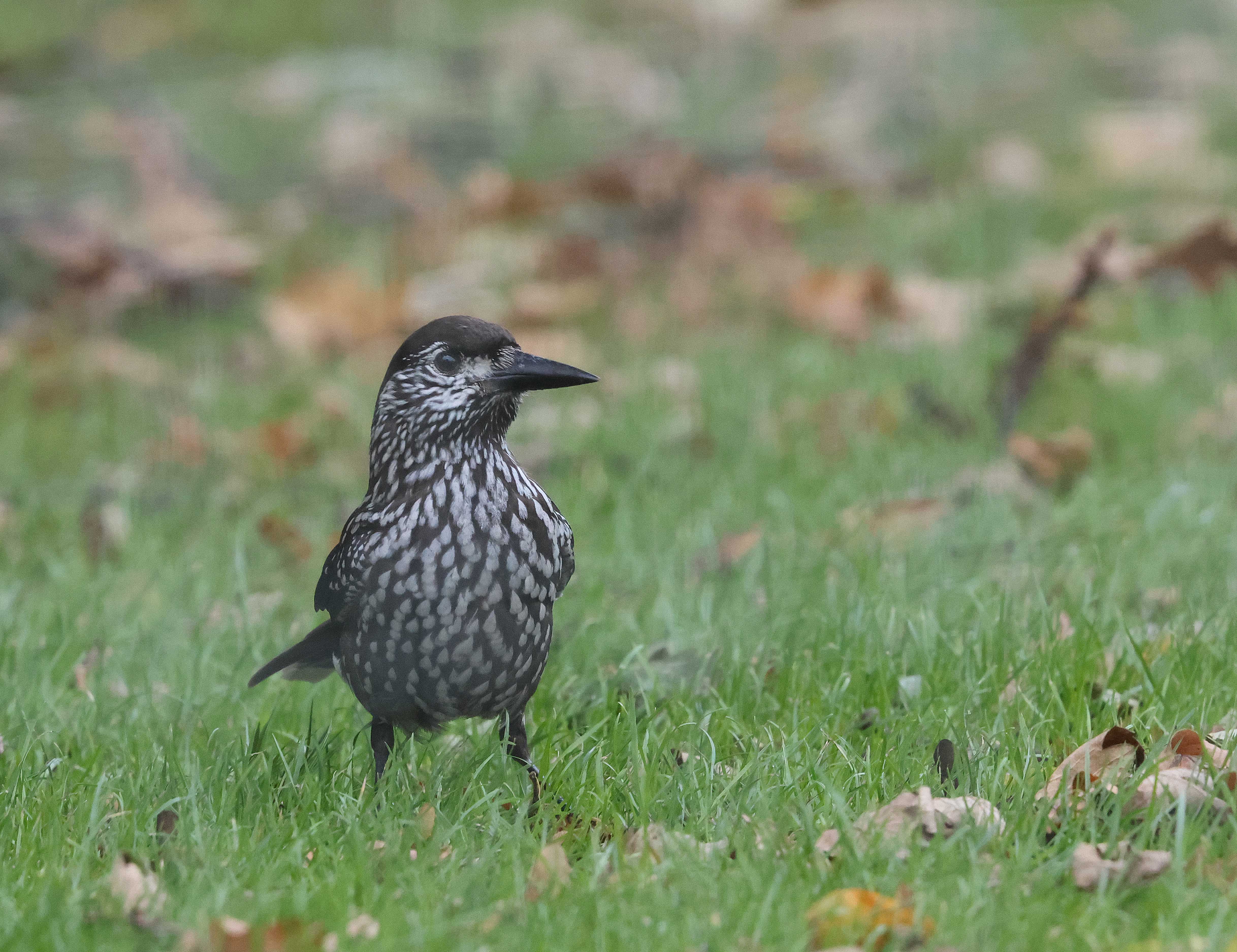 Slender-billed Nutcracker