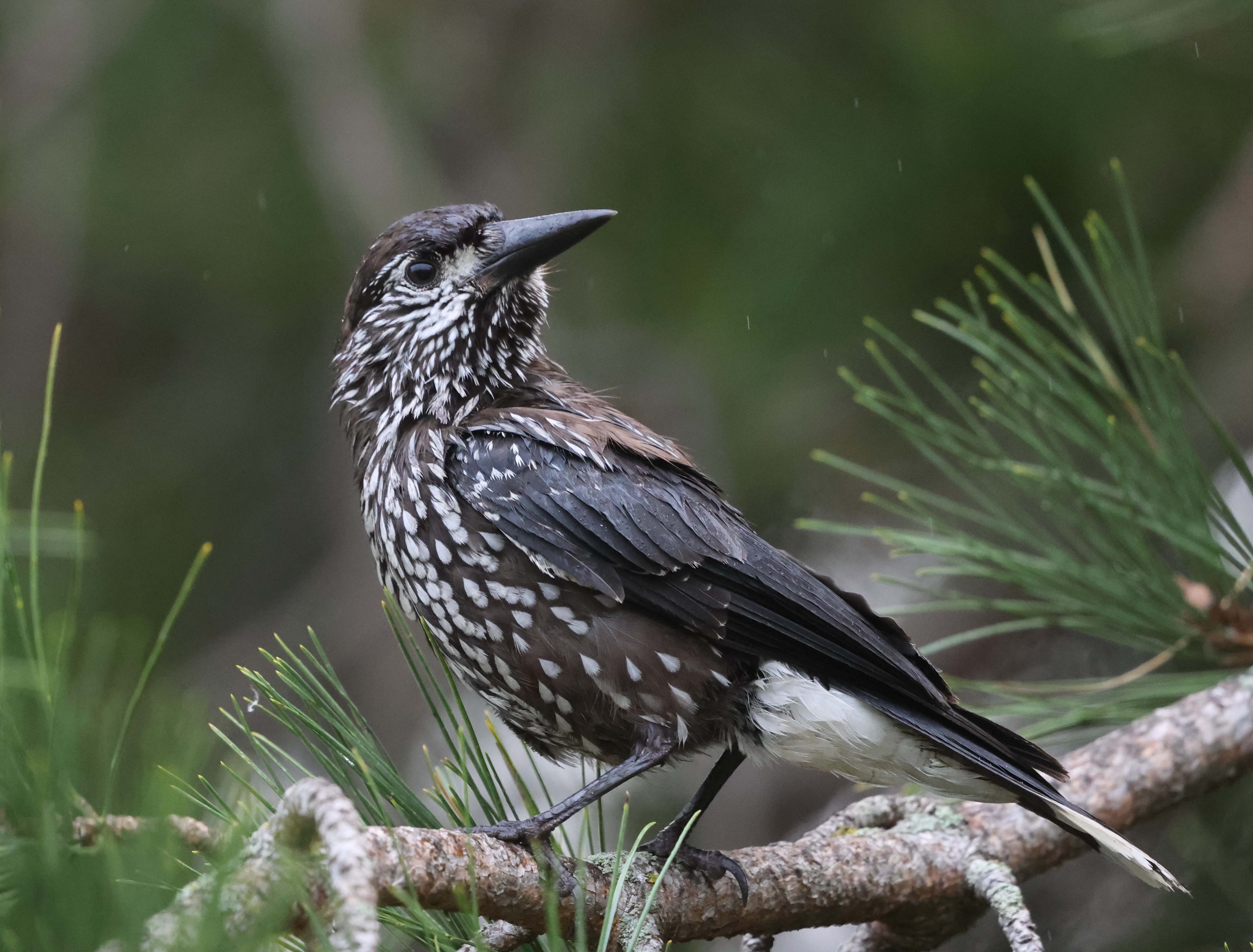 Slender-billed Nutcracker