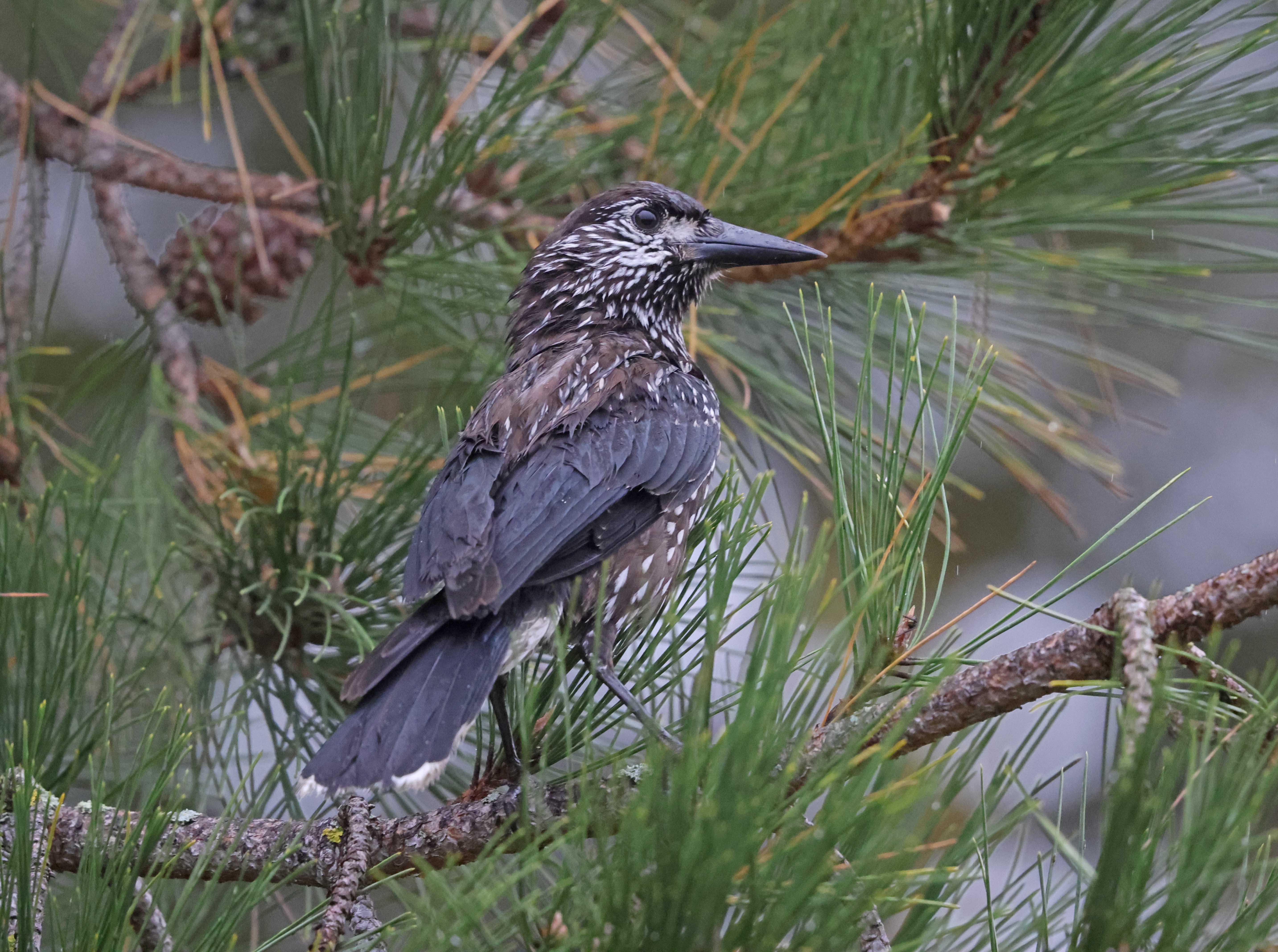 Slender-billed Nutcracker