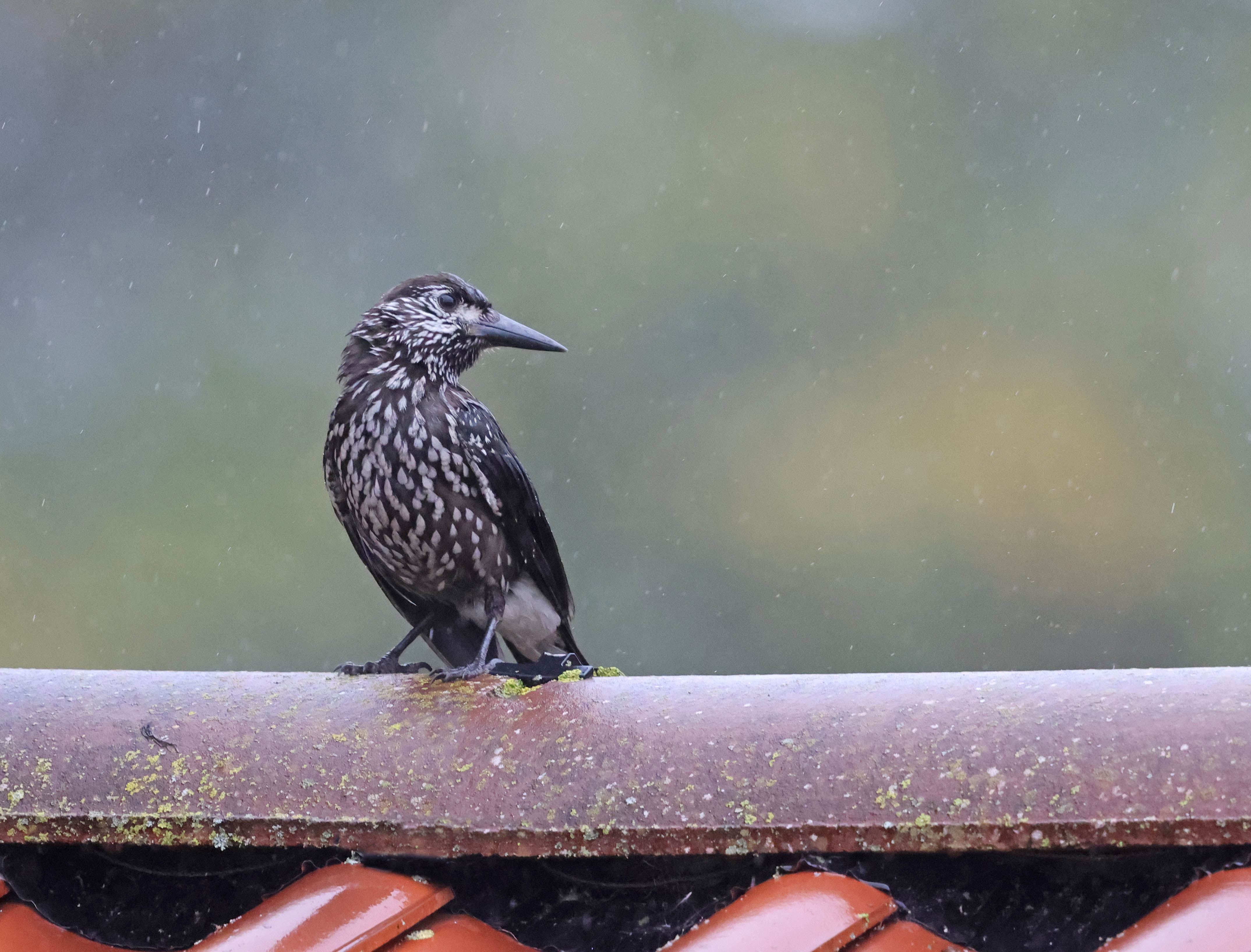 Slender-billed Nutcracker
